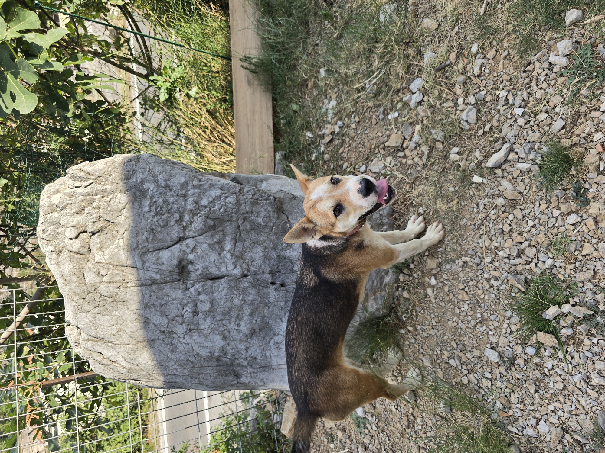 A medium-sized dog with tan and black fur stands on a gravelly surface next to a large, rough-textured, gray rock. The dog is facing to the right with its mouth open and tongue out, appearing to be panting. Its ears are erect, and it has brown eyes and a black nose. A thin, reddish collar is visible around its neck. Behind the rock, a green metal fence runs horizontally, with foliage and trees visible beyond it. A paved road is partially visible through the fence. A wooden plank is placed horizontally in the background, on top of dry grass. The scene appears to be an outdoor environment, possibly on the outskirts of Podgorica, Montenegro, given the rocky terrain and Mediterranean vegetation. The lighting suggests it is daytime, with sunlight casting shadows.