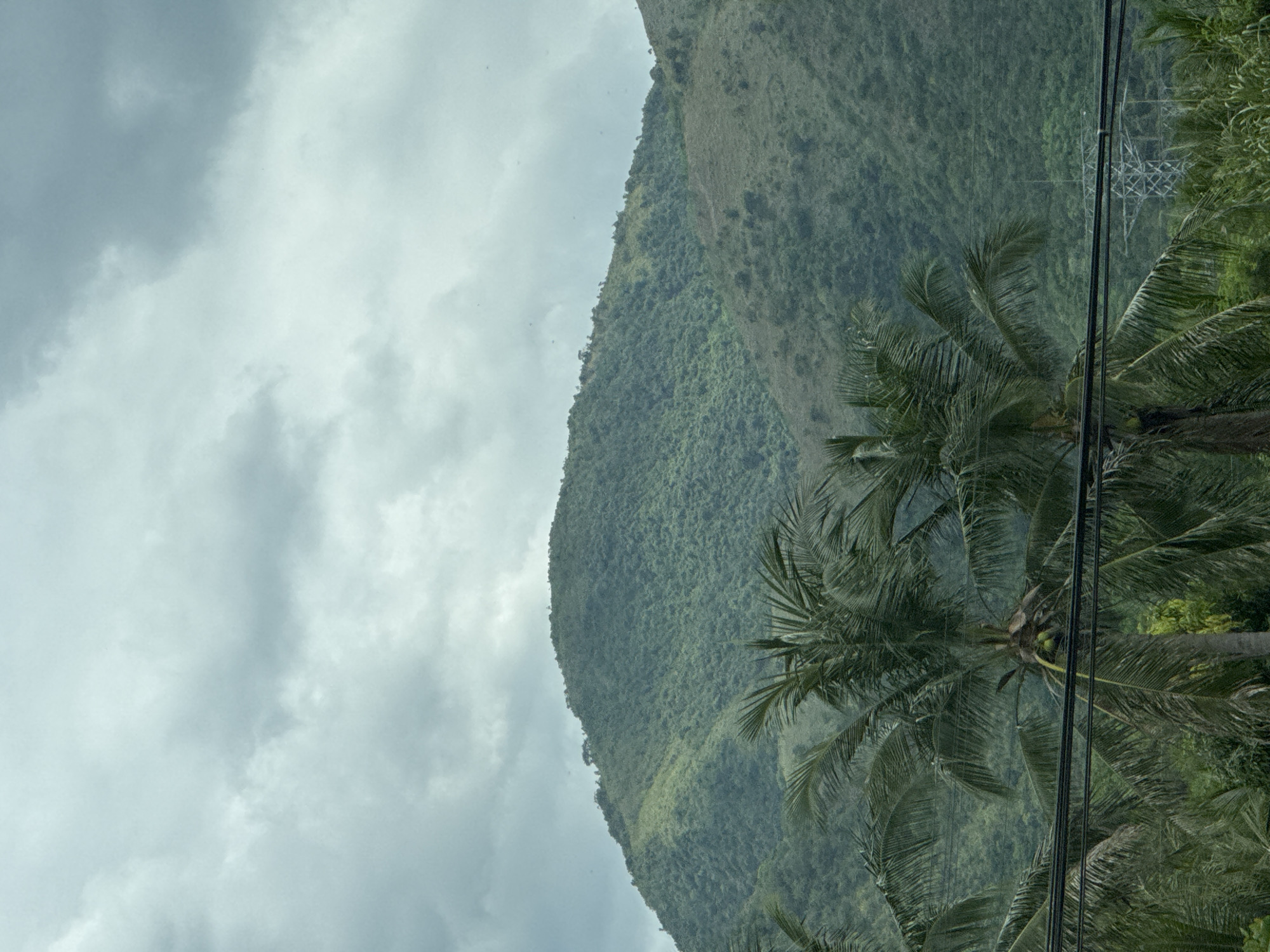 A vertical shot captures a lush, green mountainside in Ninh Ích, Vietnam, under a cloudy sky. In the foreground, several palm trees with their fronds prominently displayed obscure the lower portion of the scene, with power lines running horizontally across them. The mountainside is densely covered in vegetation, with a noticeable lighter green patch on the left, suggesting a cleared area or different type of plant growth. In the distance, a lattice-like electrical tower is visible amidst the foliage on the right side of the frame. The overall impression is one of a tropical, somewhat overcast landscape.
