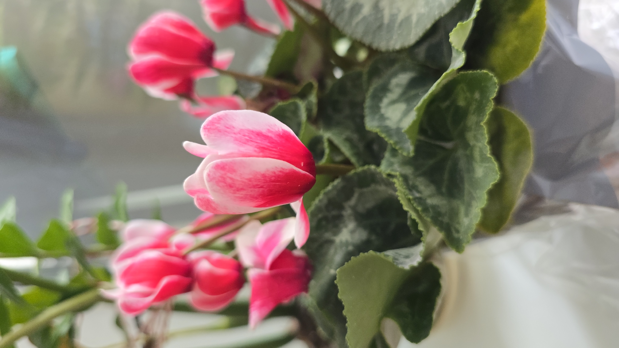 This is a close-up, eye-level, indoor photograph of a potted cyclamen plant. The plant has vibrant pink and white flowers with green, textured leaves. The background is blurred and appears to be a window with diffused light. There are no people visible in the image, and no specific location in Chesnokovka, Russia can be identified from the visual information provided. The photograph focuses solely on the botanical subject.