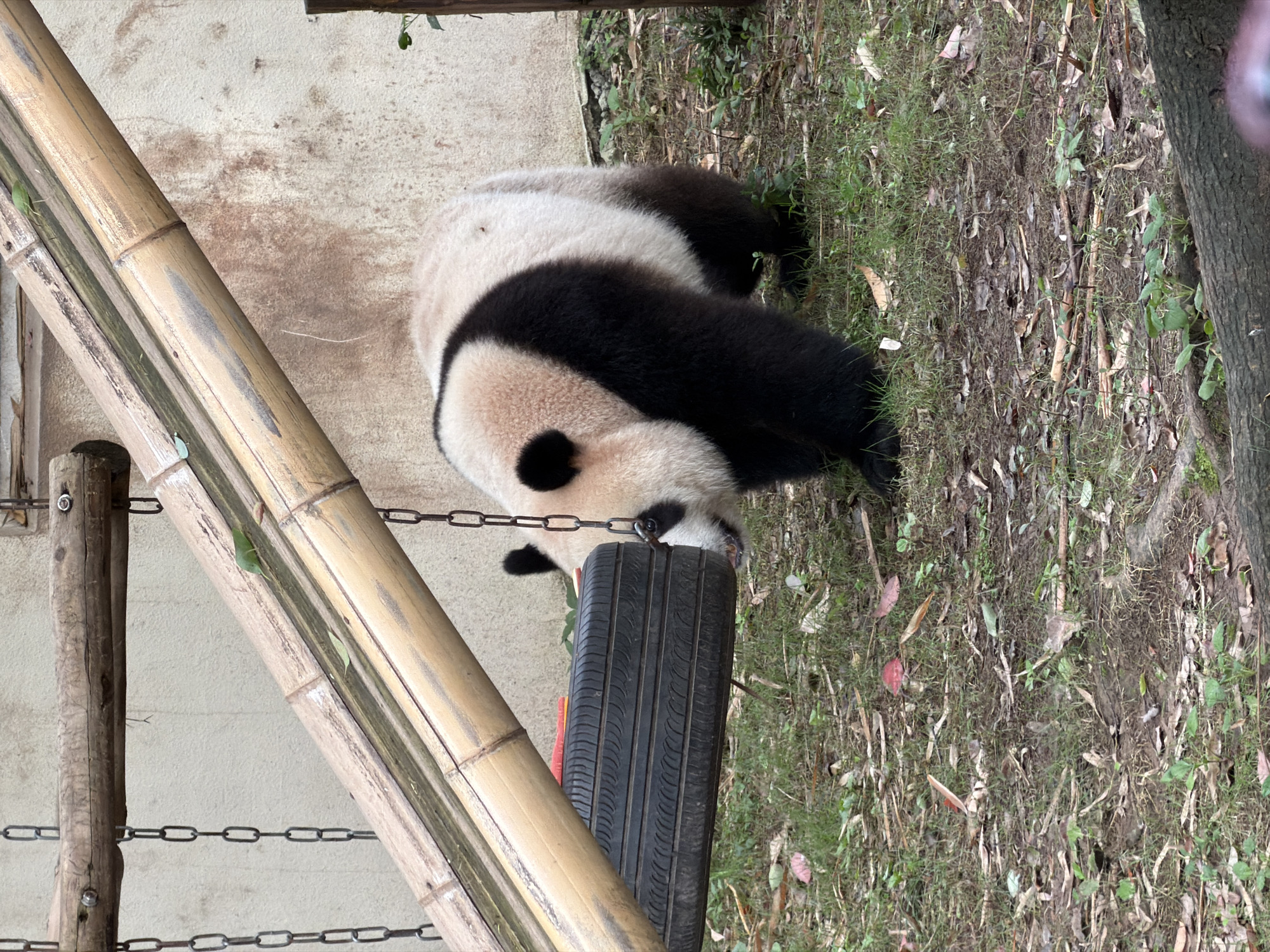 An adult panda is standing on the ground in an outdoor enclosure. The panda is black and white and appears to be in good health. The panda is facing to the left and is looking down at a black tire that is suspended from chains. The tire is hanging from a bamboo structure. The enclosure has a concrete wall in the background and is covered with grass and leaves. The image was taken in the Jiulongpo District of China.