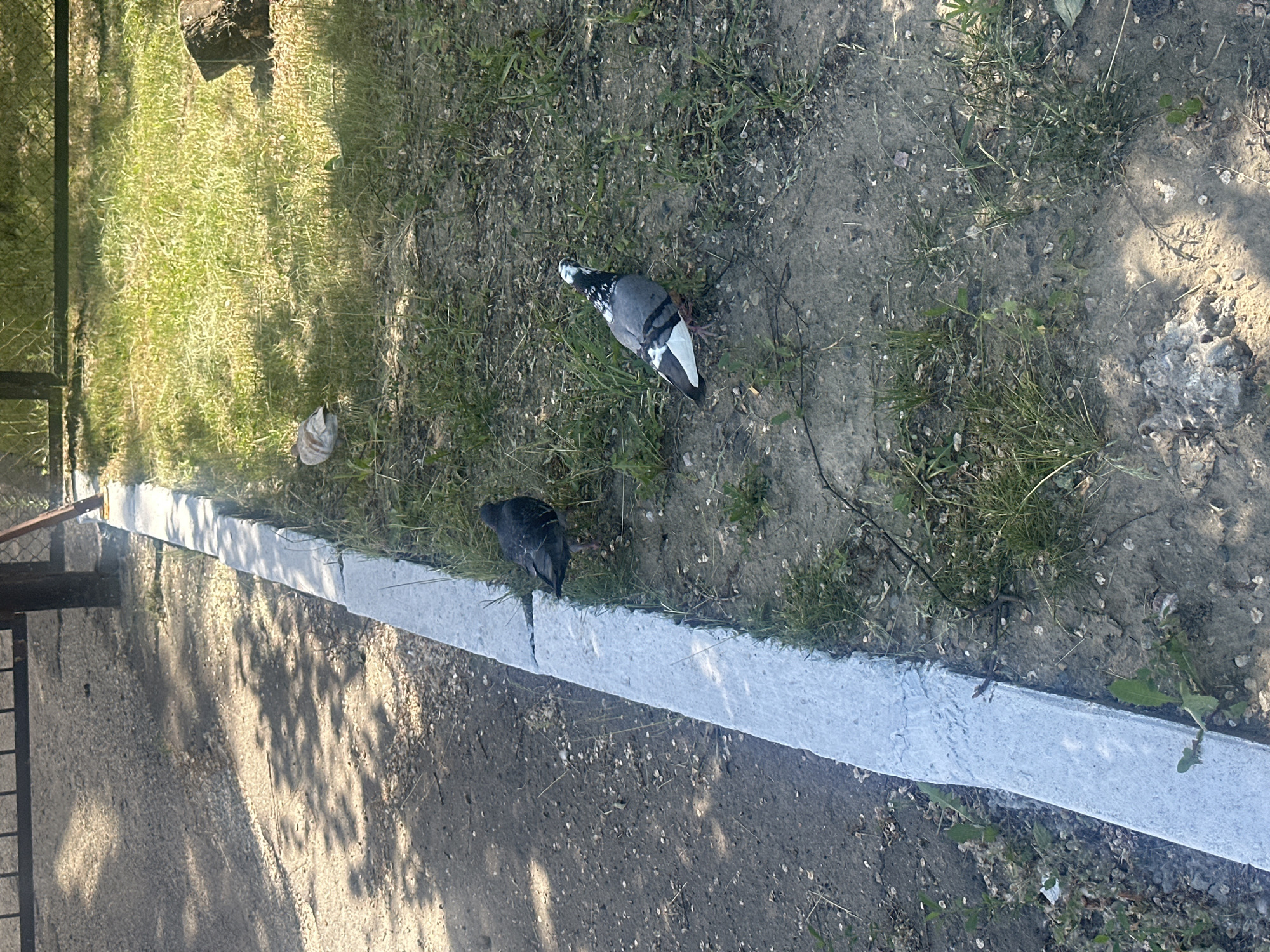The image depicts a section of an outdoor paved area adjacent to a grassy embankment, likely a park or public space in Novoaltaysk, Russia. A concrete curb, painted white along its top edge, separates the paved surface from the grass. Three pigeons are visible: one is a pale grey and white bird standing in the grass on the right side of the frame. Another pigeon, mostly dark grey with some white markings, is positioned on the paved area near the curb. A third pigeon, with a pattern of dark grey and white feathers, is foraging on the ground closer to the right edge of the image, facing away from the camera. The ground is a mix of gravel and dirt, with patches of grass and scattered small stones. Sunlight casts dappled shadows from unseen trees onto the paved area. In the background, a dark metal fence and some wooden structures are partially visible.
