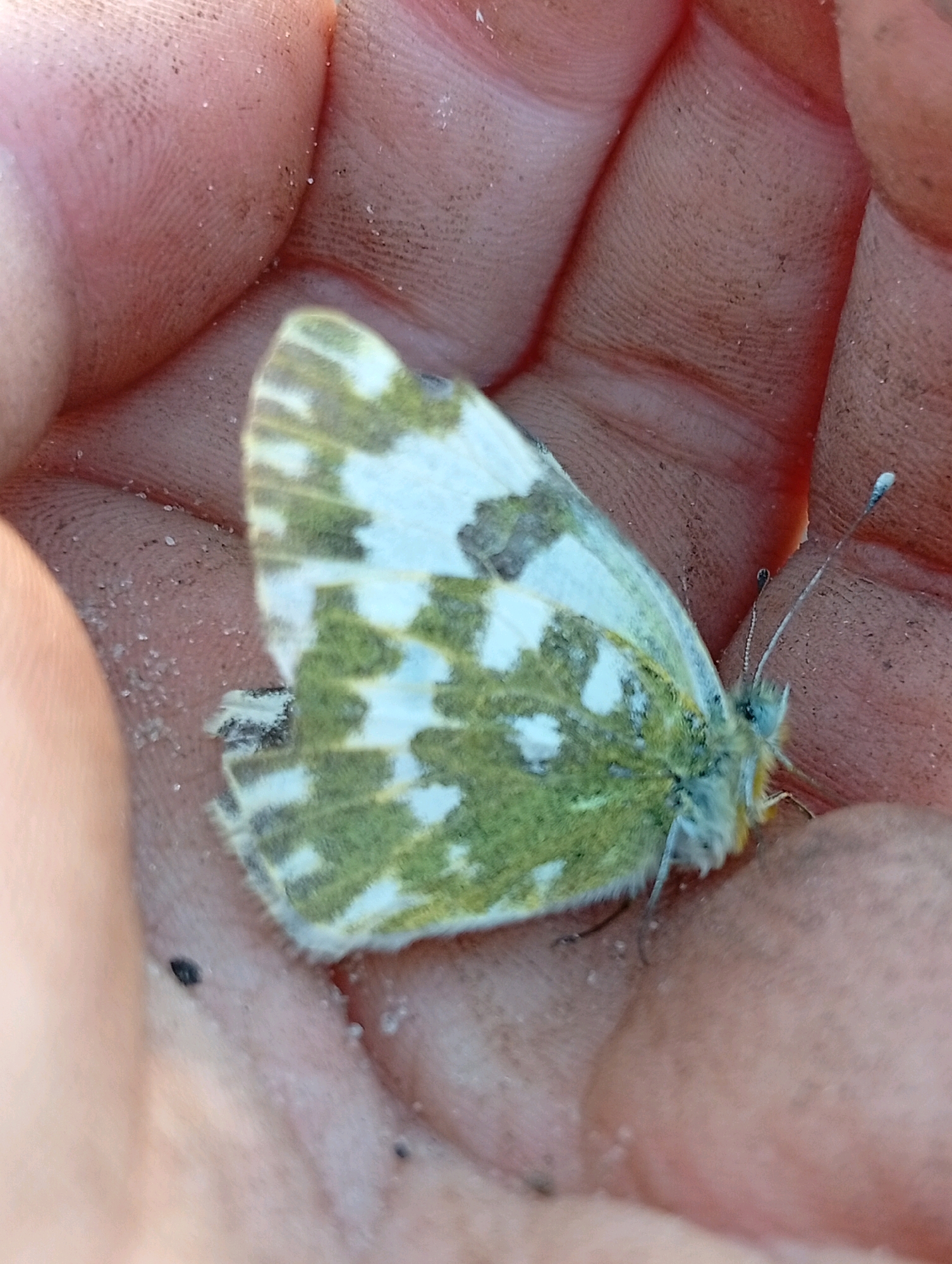 A close-up, overhead shot shows a small butterfly resting on a human hand. The butterfly, with wings closed, displays a pattern of green and white markings. The hand, which appears weathered and sandy, cradles the insect. The background is blurred, focusing all attention on the butterfly and the hand. The lighting is natural, highlighting the textures of both the butterfly's wings and the skin of the hand.