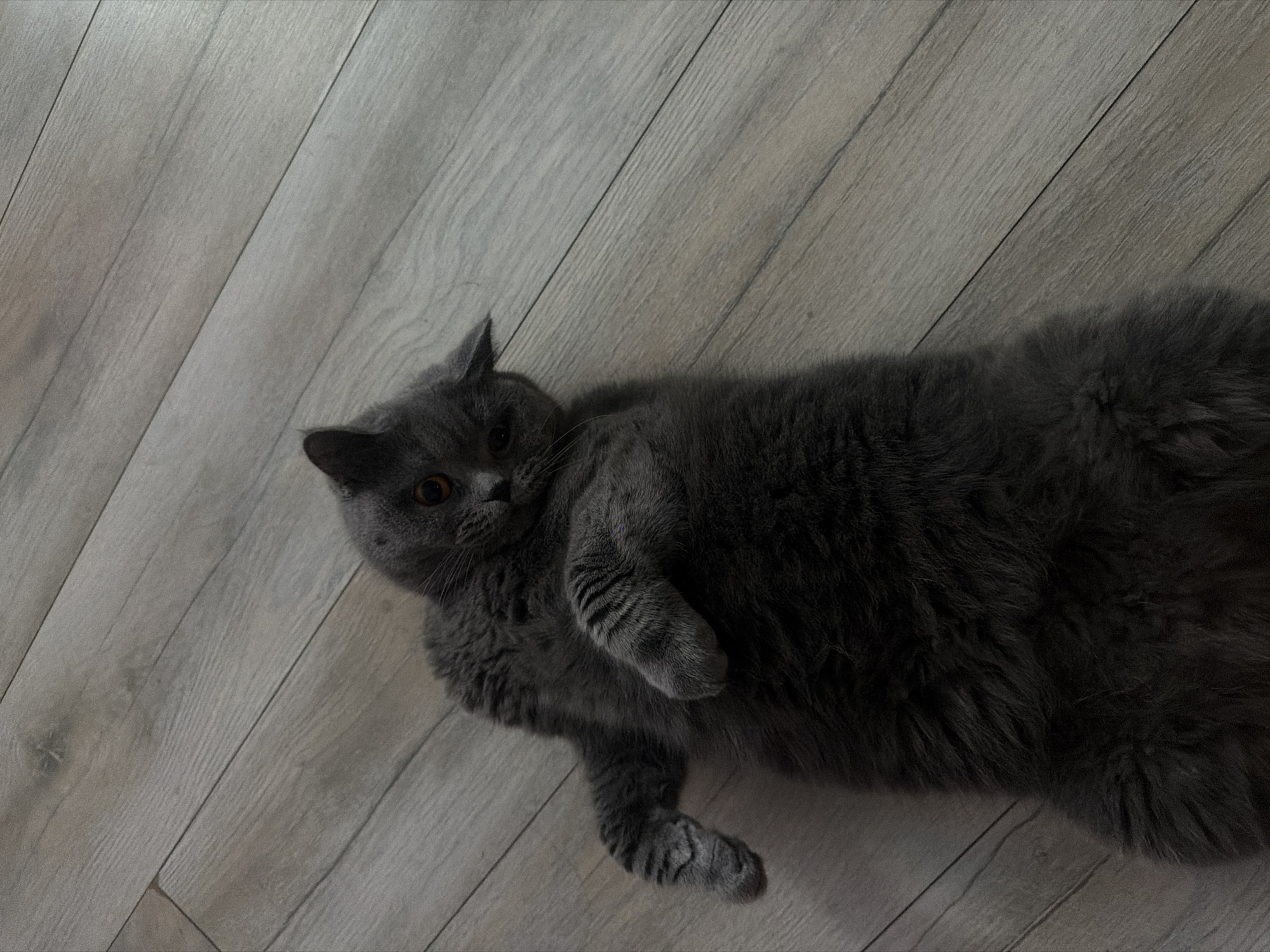 A grey British Shorthair cat is lying on its back on a light grey wooden floor. The cat's paws are extended upwards, and its head is tilted to the side, looking towards the camera. The cat has orange eyes and dark grey fur. The wooden floor is made of planks laid diagonally across the image. The scene is indoors, and the lighting is dim, casting a shadow on the left side of the cat. The specific location in Szczecin, Poland, is not determinable from the image.
