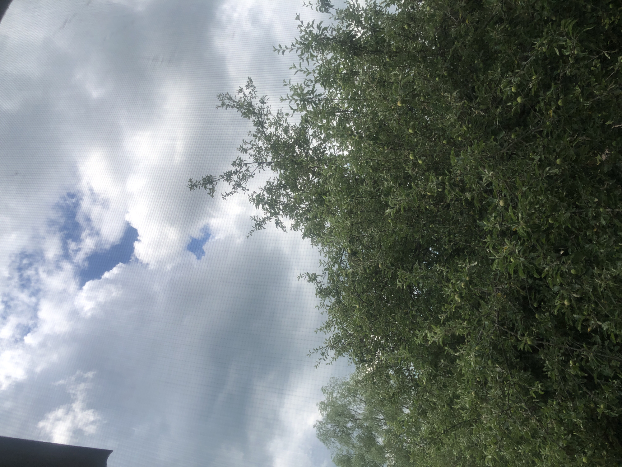 This is a photograph taken outdoors in Khmilnytsia, Ukraine. The image depicts a tree with green leaves and small green fruits, likely apples, filling the right side of the frame. The tree appears to be in a natural setting, possibly a garden or orchard.
The background is dominated by a cloudy sky. Some patches of blue sky are visible, suggesting a partly cloudy day. The clouds are light and dispersed, indicating fair weather. The lighting suggests it is daytime, likely mid-morning or afternoon. There are no people or other significant objects visible in the frame, apart from the tree and the sky. The camera angle is tilted upwards, looking towards the sky and the top of the tree. A subtle mesh pattern is visible across the image, suggesting the photograph may have been taken through a screen or netting. There is no visible text in the image.