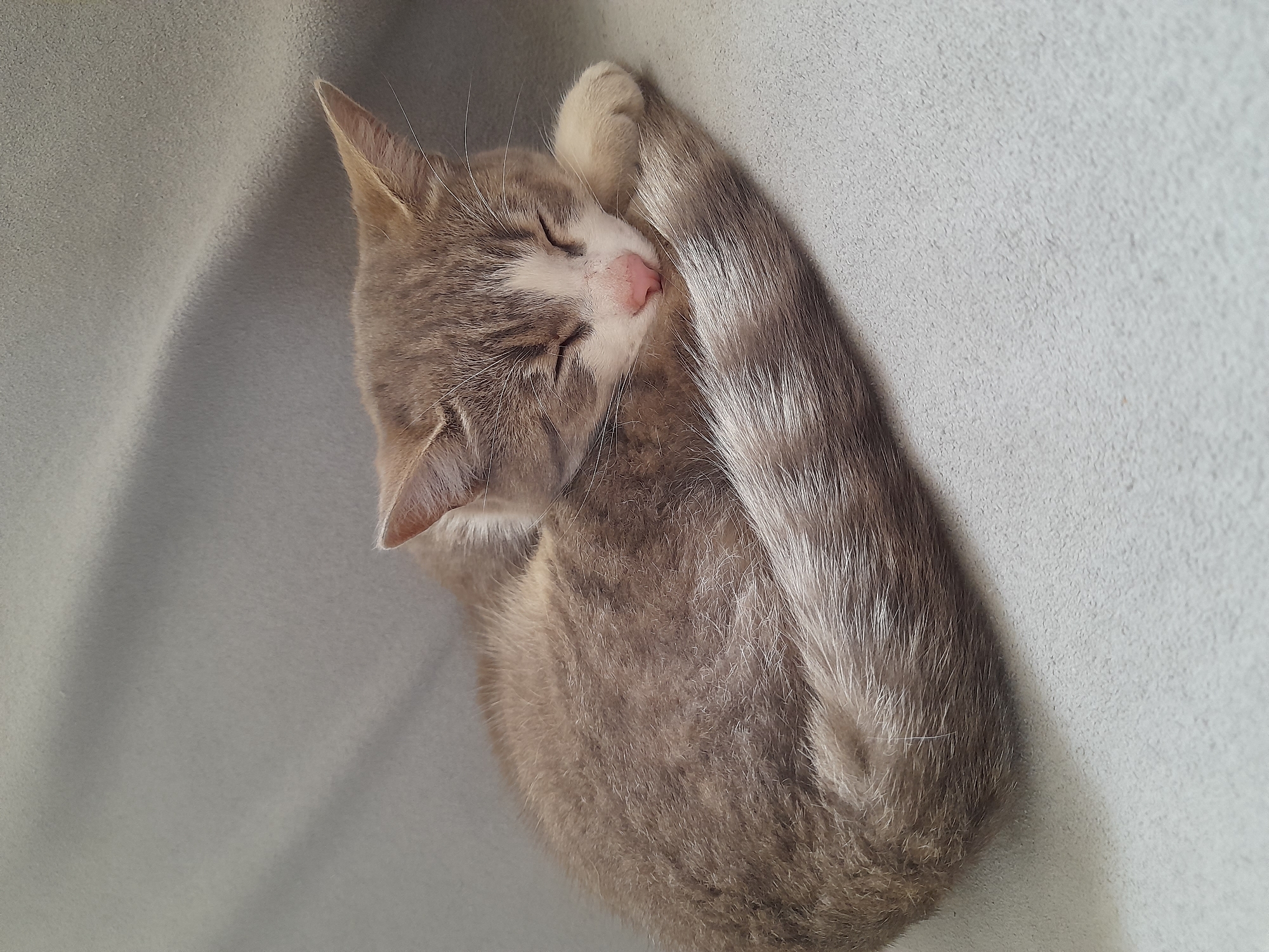 A small tabby kitten with gray and white fur is curled up asleep on a soft, light gray blanket. Its eyes are closed, and its nose is pink. The kitten's tail is wrapped around its body. The background is a blurred continuation of the blanket, with some soft folds and shadows suggesting it might be draped over furniture. There is no indication of a city or specific location in the image.