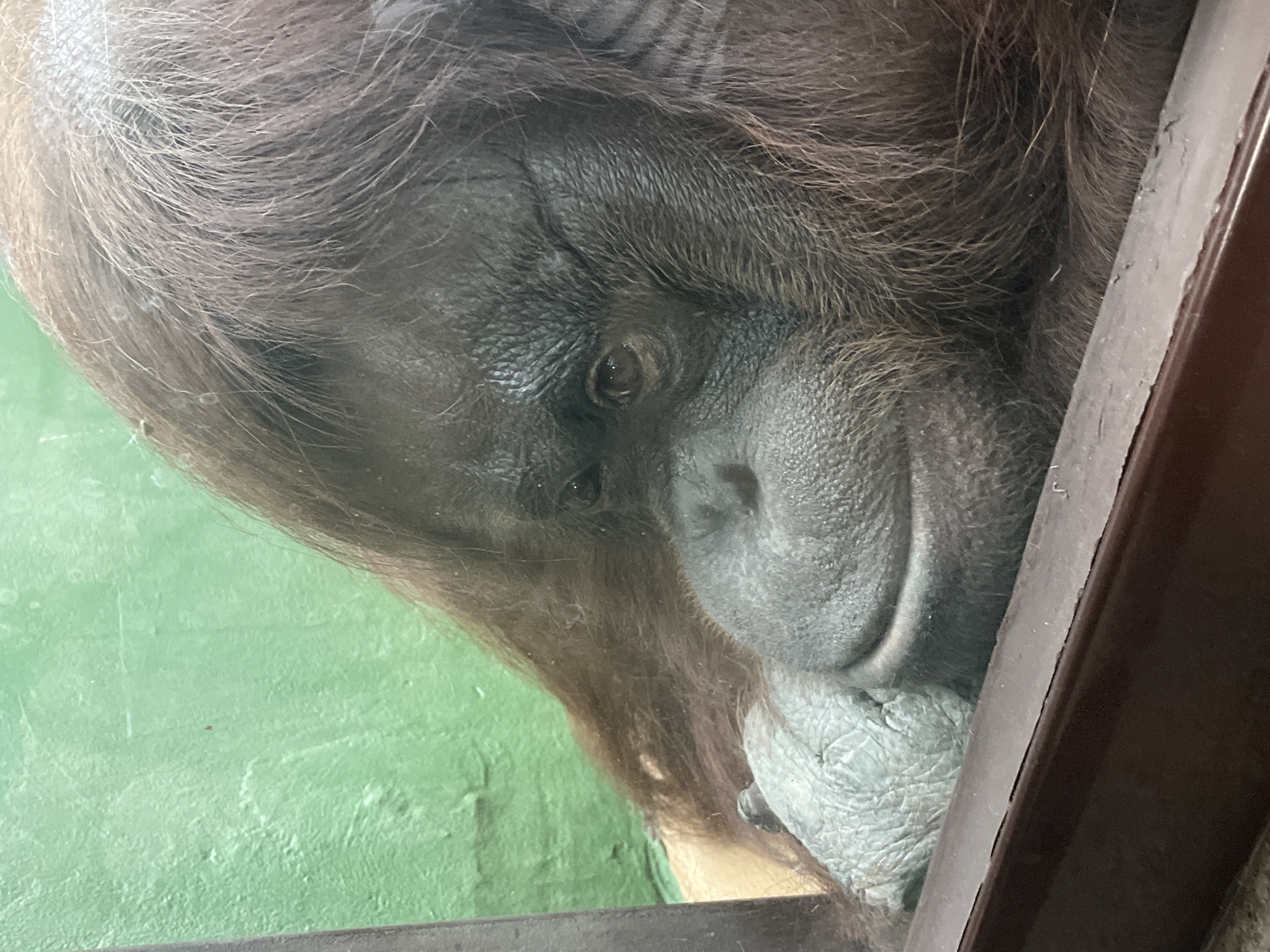 This is a close-up, eye-level, medium shot of an orangutan resting its head on its arm. The orangutan's face is partially obscured by its own long, brown hair. Its skin is dark and wrinkled around its eyes and forehead, and it has a grayish, textured hand resting near its chin. The orangutan appears to be behind glass, indicated by a thick, dark brown frame at the bottom of the image and a visible reflection on the surface. The background consists of a textured, light green wall. The overall lighting is dim. The image was taken in Izhevsk, Russia.