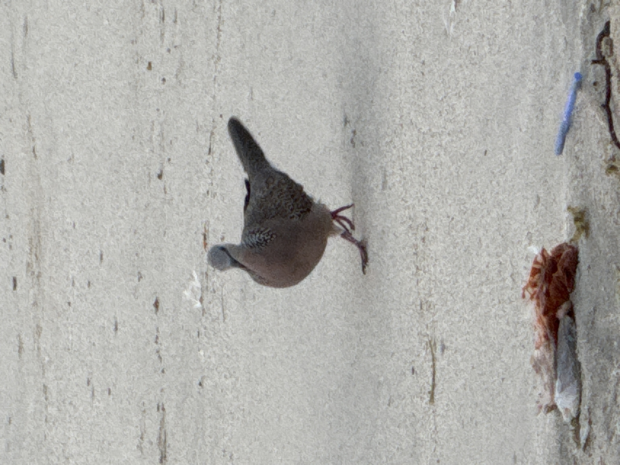 A spotted dove is perched on a weathered, off-white concrete wall in Kuta, Indonesia. The bird is facing away from the viewer, with its tail pointing upwards and its feet clinging to the wall. Patches of brown and orange debris, along with a blue plastic object, are visible on the wall to the right of the bird. The wall has vertical streaks and is irregularly textured.