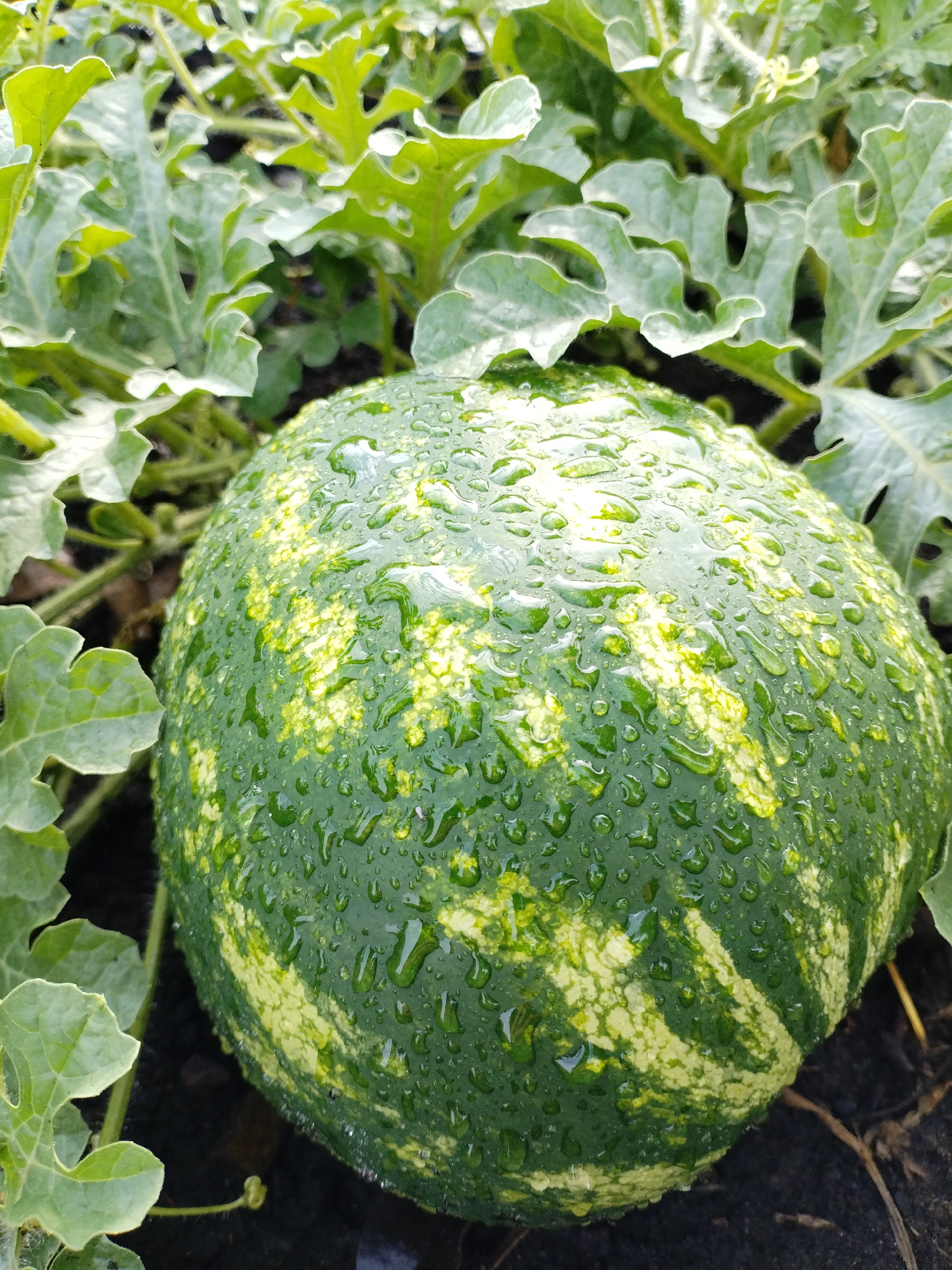 A close-up, eye-level shot captures a nearly ripe watermelon, still attached to its vine, surrounded by lush green foliage. The watermelon's rind displays a distinctive pattern of dark green stripes alternating with lighter, yellowish-green patches. The entire surface of the fruit is dotted with numerous small water droplets, suggesting recent rain or dew. The surrounding leaves are broad and lobed, typical of a watermelon plant, and also show some moisture. The ground beneath the plant is dark soil, with a few dry, thin stalks visible. The image is likely from a garden or field, given the natural setting and the growing plant. The location is specified as Bialynichy, Belarus, implying a temperate climate where watermelons can be grown outdoors.