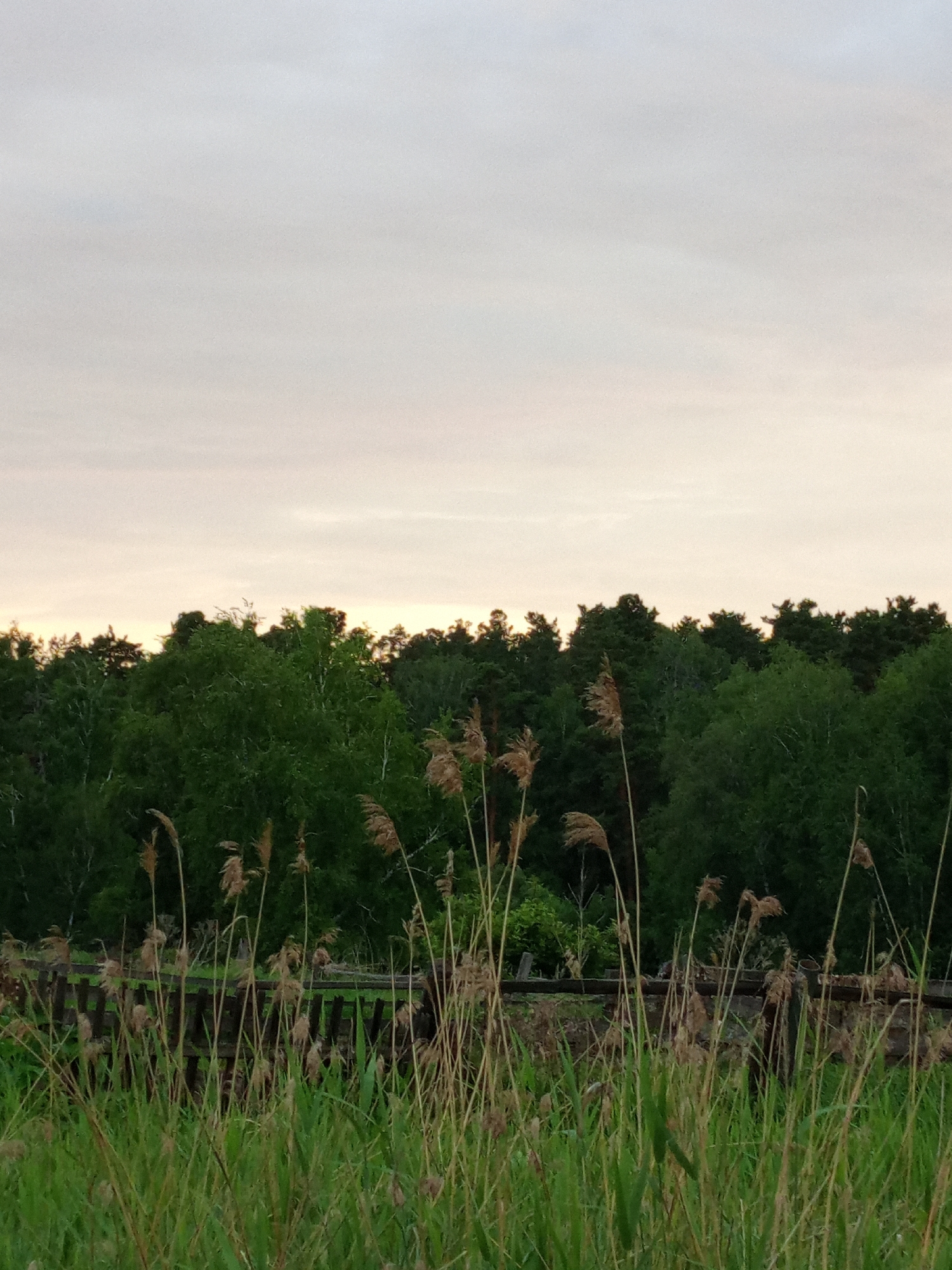 The image depicts a natural landscape scene with a focus on tall grasses and reeds in the foreground, a wooden fence in the midground, and a dense line of trees forming the background under a pale, overcast sky. The lighting suggests it is either dawn or dusk. The location is identified as Pankrushikha, Russia. There are no people, animals, or discernible structures other than the fence visible in the image. The environment appears to be rural or semi-wild.