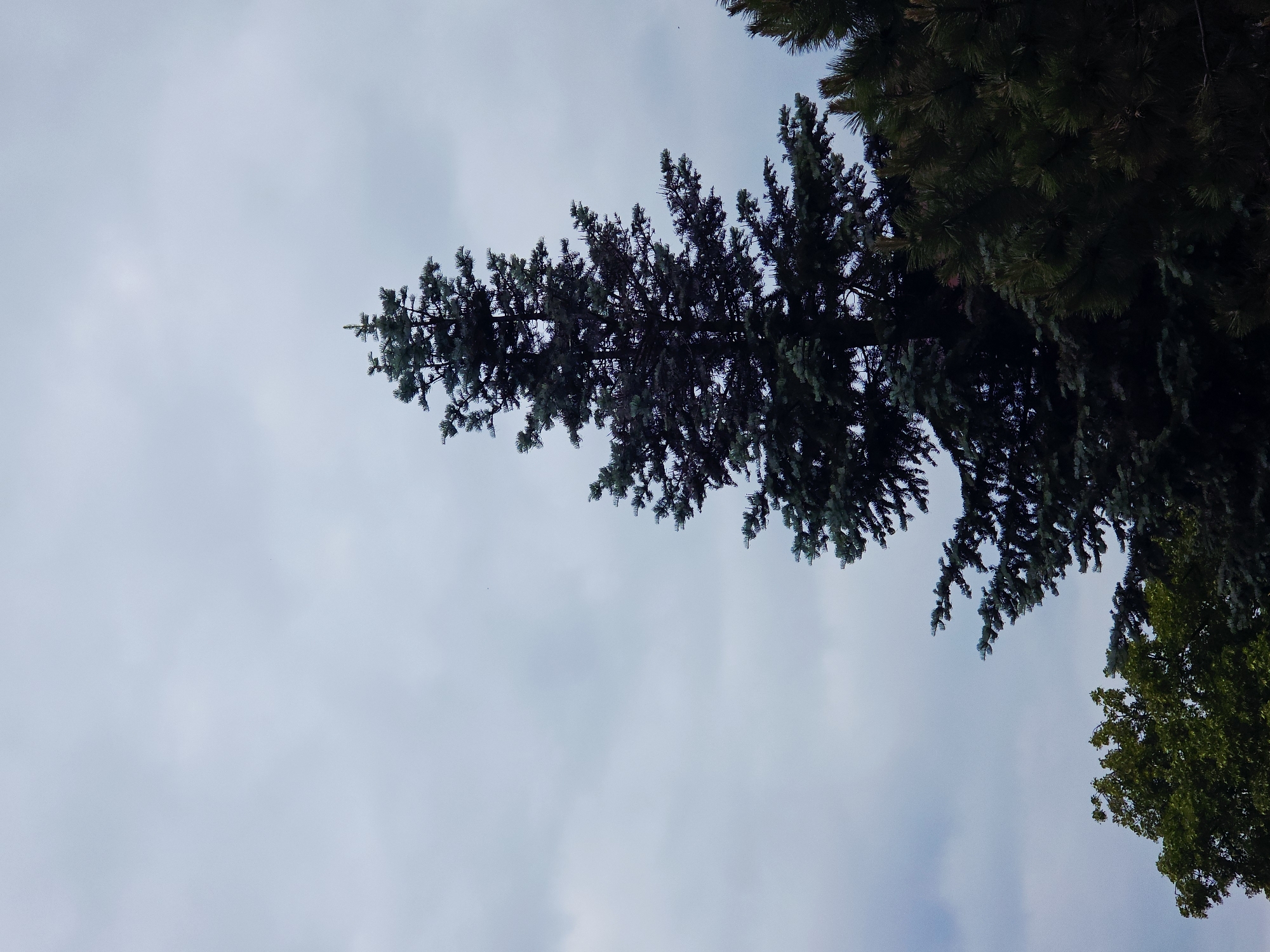 The image depicts a view looking upwards at tree branches against a cloudy sky. One tree features dark green needles and a distinct shape. Another tree is visible with more rounded, leafy foliage. The sky is overcast, with light blue and gray hues, suggesting a diffused light. The photograph is taken from a low angle, emphasizing the height of the trees. No people are visible. The location is labeled as Unknown, Unknown.