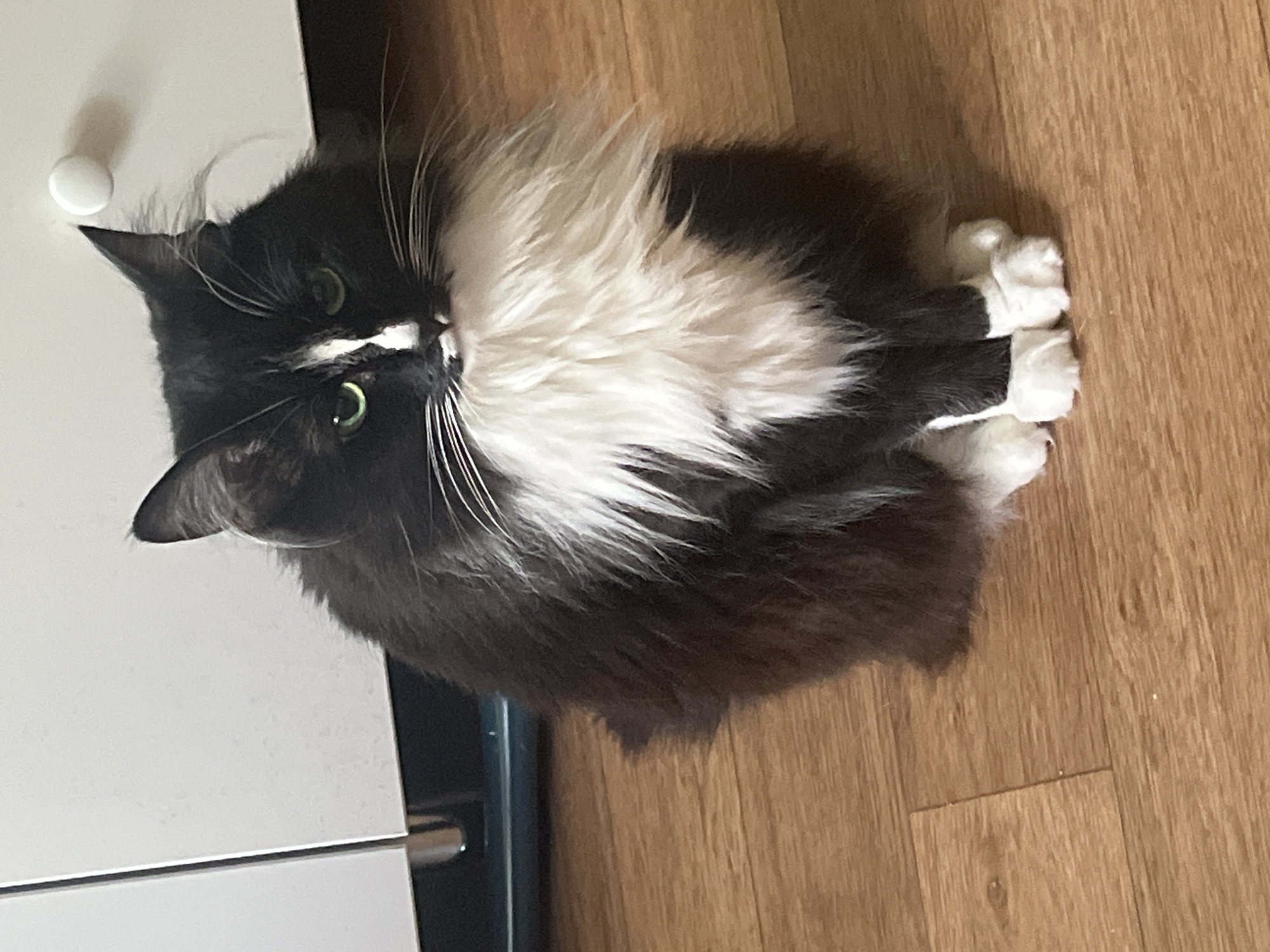 A long-haired black and white cat is sitting on a wooden floor. The cat is facing the camera with its head tilted. It has green eyes and a white patch on its nose. The cat's chest is covered in fluffy white fur. Its front paws are tucked neatly under its body. In the background, a white cabinet with a circular handle is visible. The floor is made of polished wooden planks. The scene appears to be indoors in an unknown location.