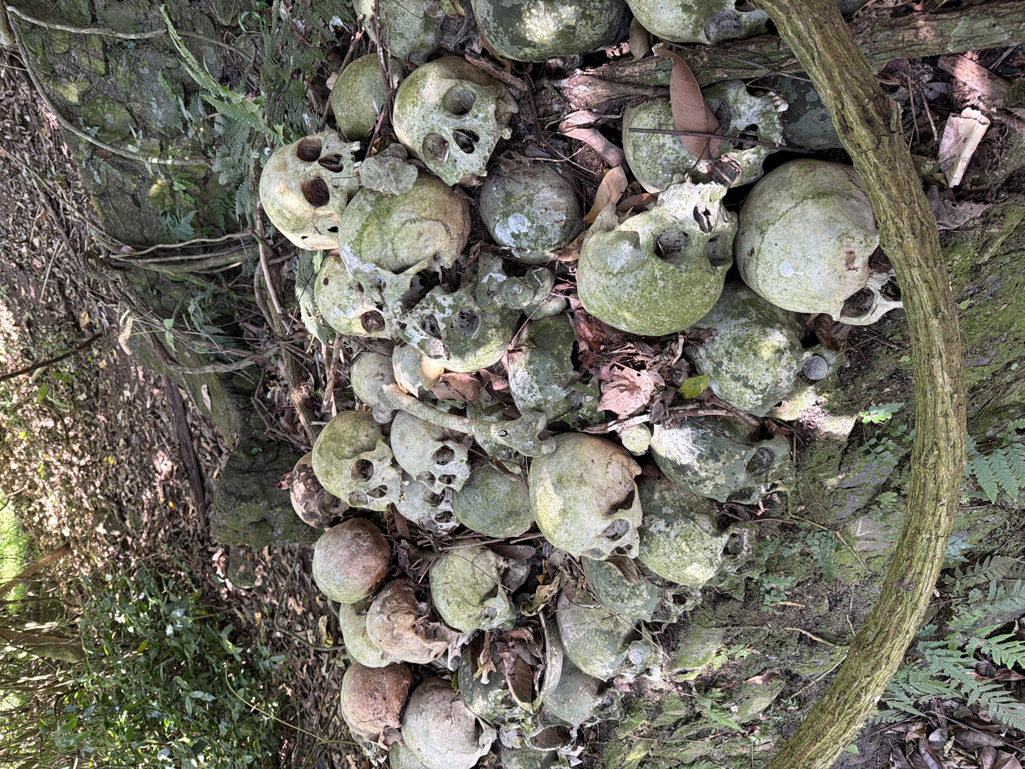 The image depicts a pile of human skulls and bones in a forest setting. The skulls are aged and weathered, with some covered in moss and dirt. They are arranged in a haphazard manner, with some skulls stacked on top of others. The surrounding environment is dense with foliage, including trees, bushes, and ferns, suggesting a natural, outdoor location. The lighting indicates it is daytime, with sunlight filtering through the trees. This scene is located in the village of Trunyan in Kintamani, Bali, Indonesia, where the local community practices a unique burial ritual called "Mekah" where the deceased are laid to rest on the ground under a banyan tree, exposed to the elements.
