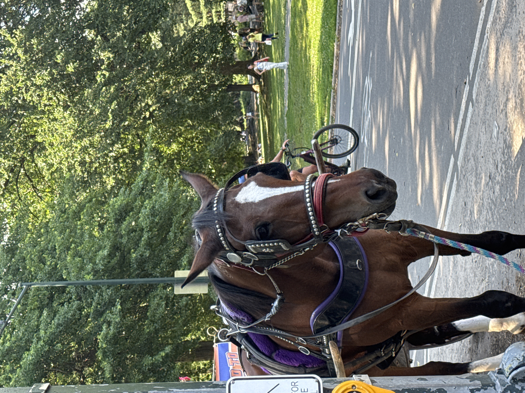 A brown horse, adorned with a harness and a purple blanket, stands near a lamppost on a paved path in Central Park, New York City. In the background, a man rides a bicycle on the street while other people relax on the grass in the park. The trees are lush and green, indicating it is summertime.