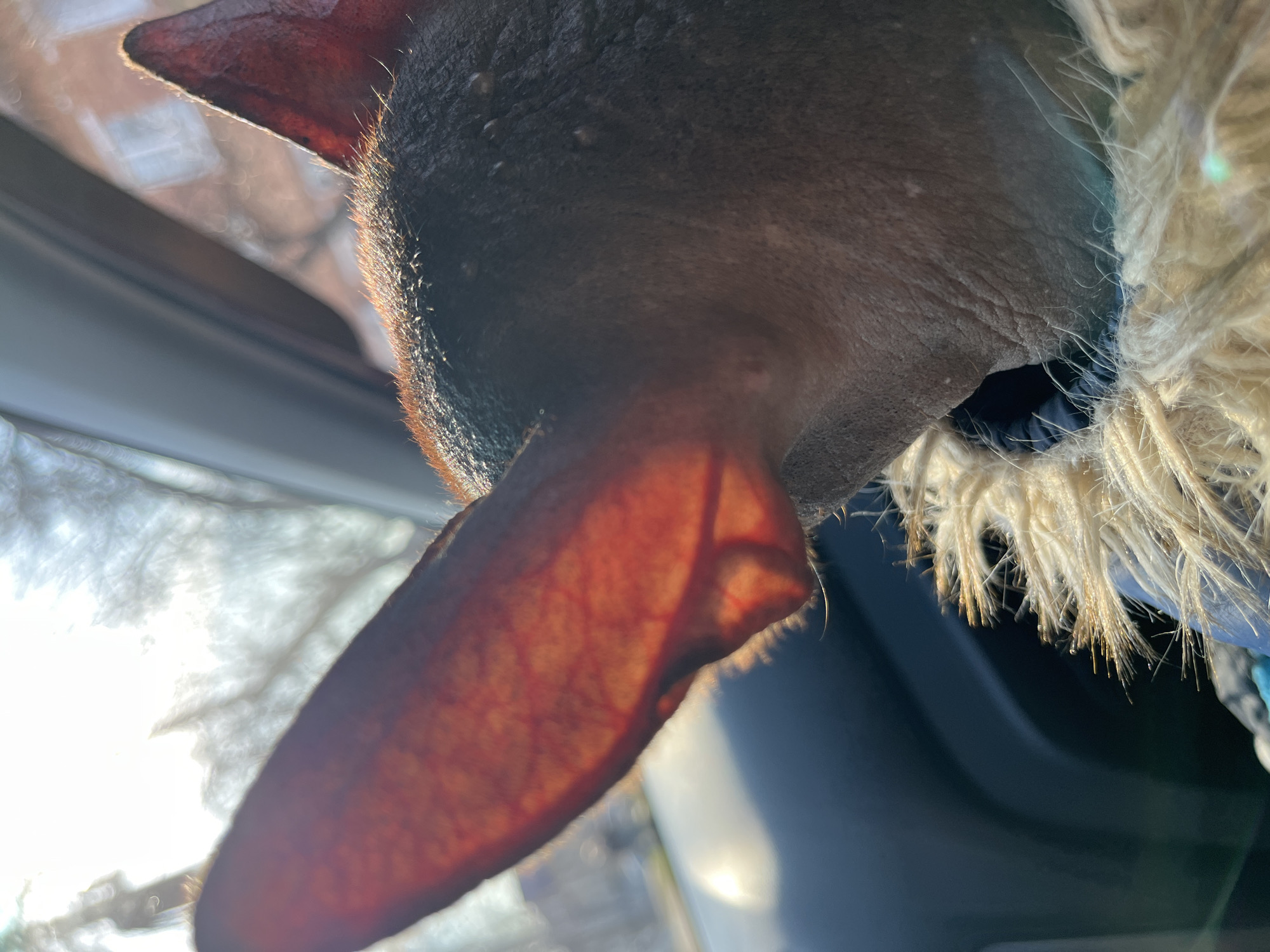 A close-up shot, oriented vertically, focuses on the head of an Xoloitzcuintli (Mexican Hairless Dog). The dog is peering out of a vehicle's window, as evidenced by the window frame visible to the left. The dog's left ear is backlit, revealing its translucent nature and visible blood vessels. The fur around the dog's neck is light-colored and fluffy, possibly a collar or lining of a coat. The dog's skin is dark and wrinkled, particularly around the neck. The background features blurred trees and the glare of sunlight, suggesting an outdoor environment. The specific location in Chaikovsky, Russia, is not discernible from the image.