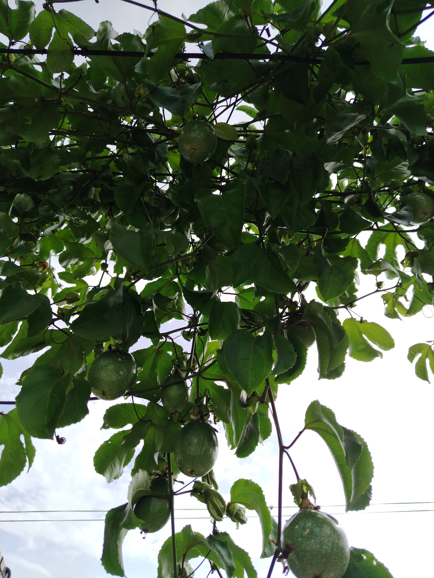 The image shows a passion fruit vine laden with green fruits and foliage. The vine is supported by a structure, possibly a trellis or pergola. The scene is outdoors, with the sky visible through gaps in the leaves. The photograph was taken in the city of Tinaquillo, Venezuela.