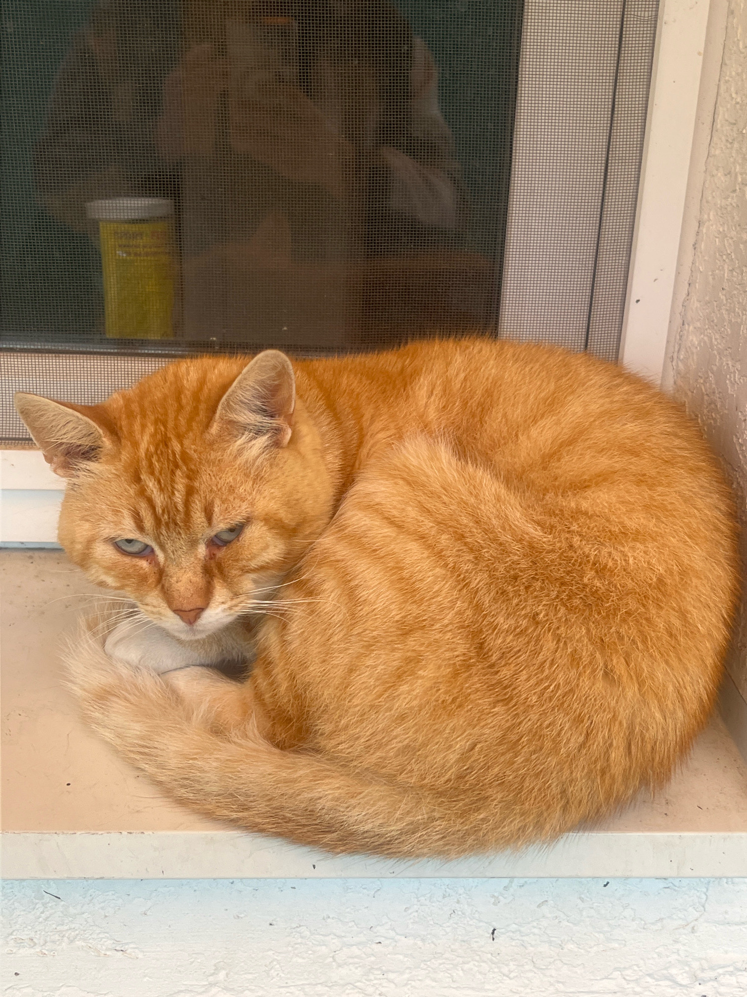 An orange tabby cat is curled up on a windowsill. The cat's eyes are partially closed, and its expression appears sleepy or content. A yellow pill bottle is visible through a window screen behind the cat. The windowsill appears to be made of a light-colored material, and the wall to the right is textured and painted white. The background suggests an outdoor setting, possibly a home in the city of Otradnoye, Russia.
