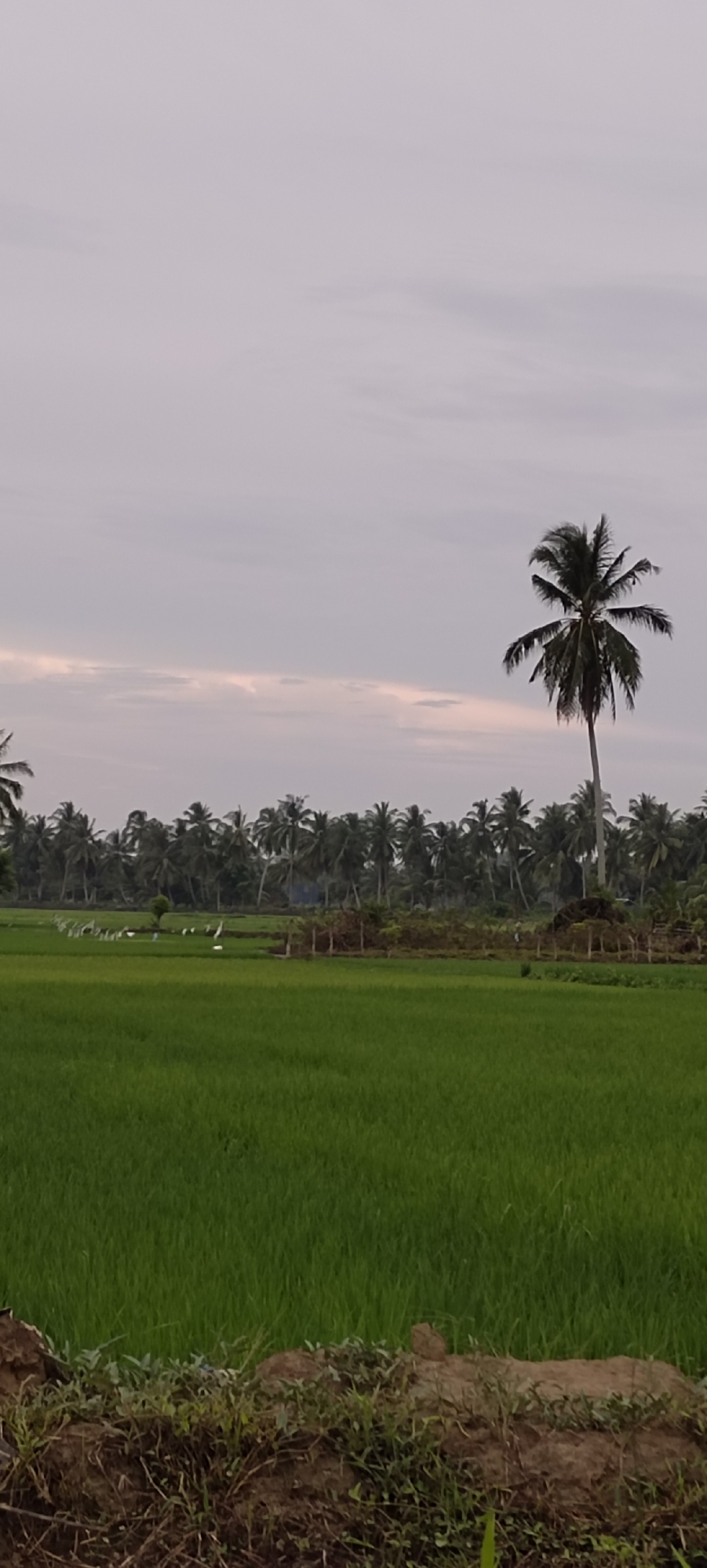 In Peurupok, Indonesia, a serene natural landscape unfolds under a soft, overcast sky. A vast, vibrant green rice paddy stretches across the foreground, its manicured rows suggesting agricultural activity. Beyond the paddy, a dense line of dark green palm trees forms a natural border, their fronds creating a textured silhouette against the pale sky. A solitary palm tree stands prominently in the mid-ground, its silhouette more distinct, with its characteristic umbrella-shaped canopy. In the distance, a cluster of white birds, likely storks or similar wading birds, are scattered throughout the paddy, some appearing to be in motion or feeding. The overall impression is one of tranquility and rural life, with nature playing a dominant role in the scene.