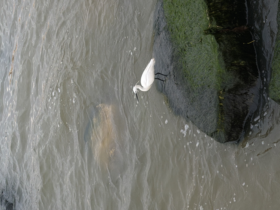 An overhead photograph captures a white wading bird, likely an egret, standing in shallow, rippling water next to a dark, moss-covered structure. The bird is positioned in the upper right portion of the frame, with its body facing generally towards the bottom left. Its head is bent downwards, and its long, dark beak is pointed into the water, suggesting it is actively searching for food or drinking. The bird's plumage is bright white, contrasting with its slender black legs and dark beak.
The majority of the image is dominated by the water, which has a somewhat murky, grayish-green or brownish hue, characteristic of coastal or riverine environments. Numerous ripples and small patches of white foam are visible across the water's surface, indicating gentle movement. Below the surface in the central-left area, a large, lighter-colored, indistinct shape can be seen, possibly a submerged rock, a sandbar, or some other underwater feature.
To the right of the bird, a rugged, dark-colored structure is visible, heavily encrusted with thick, dark green algae or moss. This structure appears to be made of stone or concrete, forming a natural or artificial bank against which the water gently laps. The high vantage point of the photograph provides a unique perspective, emphasizing the textural differences between the smooth water, the feathered bird, and the rough, organic growth on the solid structure. The lighting appears soft and even, without strong shadows, suggesting an overcast day or a time of day with diffused light. No text is visible in the image.