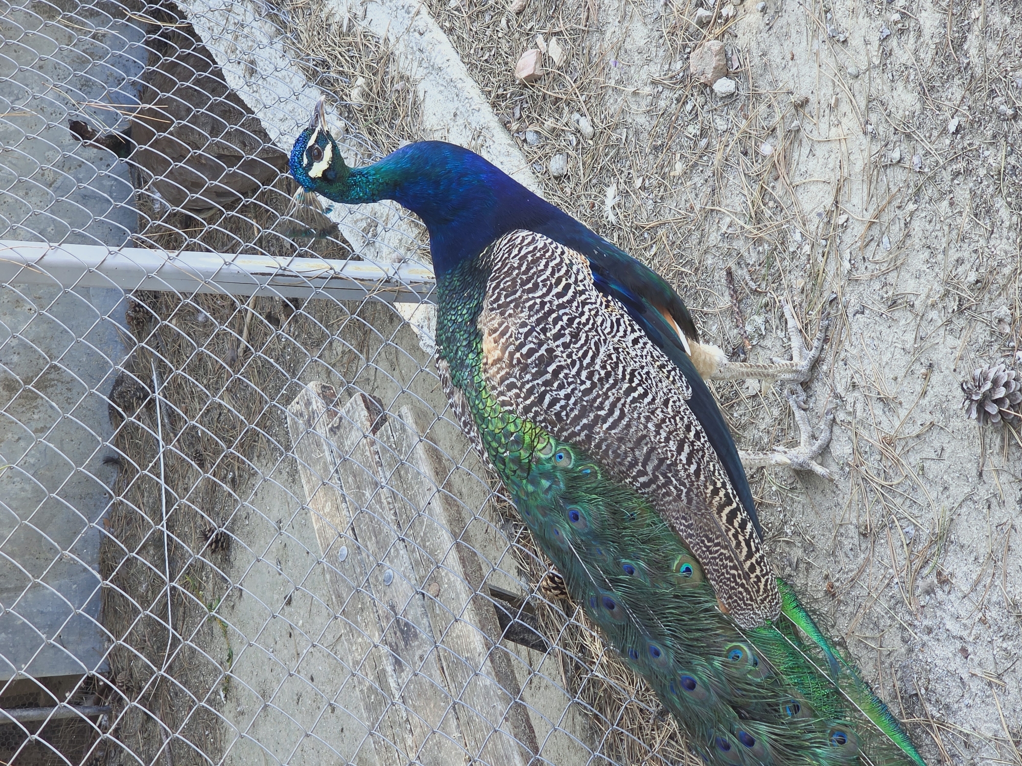 In the city of Hadzhidimovo, Bulgaria, a male peacock stands in an outdoor enclosure. The peacock, with its iridescent blue and green plumage, is positioned near a chain-link fence and a rough concrete barrier. Its long, ornate tail feathers fan out, displaying prominent eye-like markings in shades of blue and green. The ground is covered with dry pine needles, small stones, and dirt. A weathered wooden bench is visible behind the fence, suggesting a visitor area or part of the enclosure's structure. The background shows more of the enclosure's fencing and a concrete wall.