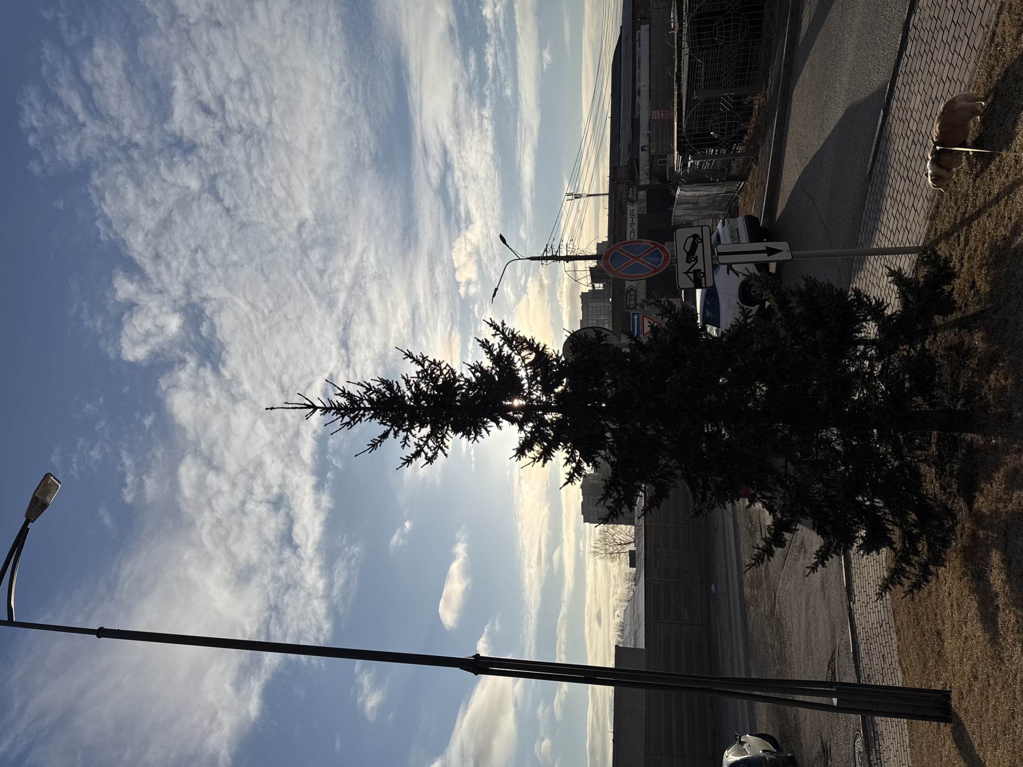 The image, oriented vertically, captures a sunny urban street scene. The upper two-thirds of the frame are filled with a bright blue sky adorned with wispy white clouds, characteristic of cirrus or cirrocumulus formations. The sun is visible, partially obscured by a tree, creating a strong backlight effect with bright highlights and deep shadows.
In the mid-ground, a tall, dark coniferous tree, likely a fir or spruce, stands in silhouette on the right side of the frame, its dense foliage reaching towards the sky. On the left, a black street lamp post extends upwards from the bottom edge.
The lower third of the image shows a paved road or street. To its right, a sidewalk made of patterned pavers borders a strip of dry, brownish grass. On this grassy strip, a light-colored dog, possibly a pug or bulldog breed, is visible on a leash, though its handler is not in the frame.
Several street signs are present near the sidewalk. A prominent red circular sign with a blue cross indicates "No Stopping" or "No Parking." Below it, a white rectangular sign with an upward-pointing arrow features a tow truck pictogram, signifying a tow-away zone. A smaller, partially obscured sign beneath this one displays the characters "1-2-4".
In the background, beyond the immediate street elements, urban buildings, possibly industrial or commercial, are visible. Some power lines and wires crisscross the sky above these structures. On one building wall, partial Cyrillic text reading "ОИНА" is discernible.
The scene suggests a morning or late afternoon setting due to the low angle of the sun and the resulting long shadows. The weather is clear and sunny, capturing an everyday moment in an urban environment in Krasnoyarsk, Russia.