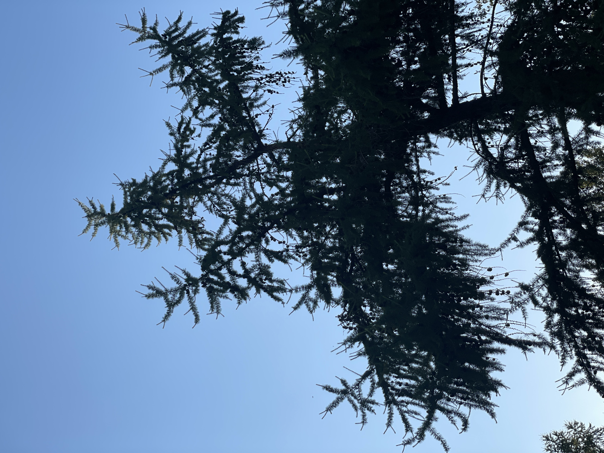 This media file is a photograph taken from a low angle looking up at the branches of a coniferous tree against a clear blue sky. The branches and needles of the tree are silhouetted against the sky, creating a dark, intricate pattern. Small pinecones are visible on some of the branches. The lighting suggests it is daytime, likely midday or afternoon, with no clouds visible. The scene evokes a sense of nature and tranquility, with the vast expanse of the sky and the organic shapes of the tree. There is no visible text or people in the image, and the location is unknown.