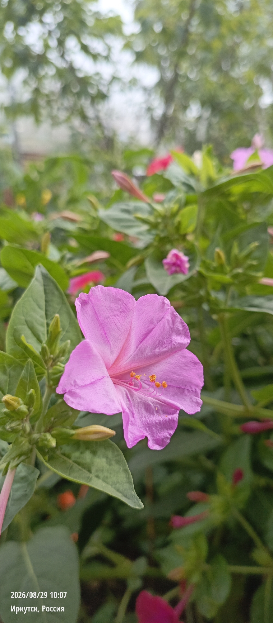 A close-up shot focuses on a vibrant pink flower with delicate petals, tinged with a deeper hue towards its center. Several unopened buds, also with a pinkish tint, cluster to the left of the main bloom, accompanied by lush green leaves. The background is a soft blur of green foliage and bokeh lights, suggesting an outdoor garden setting. In the bottom left corner, a timestamp reads "2026/08/29 10:07" and the text "Иркутск, Россия" (Irkutsk, Russia). The image depicts a single flower in bloom, with surrounding plant life and embedded text identifying the date and location.