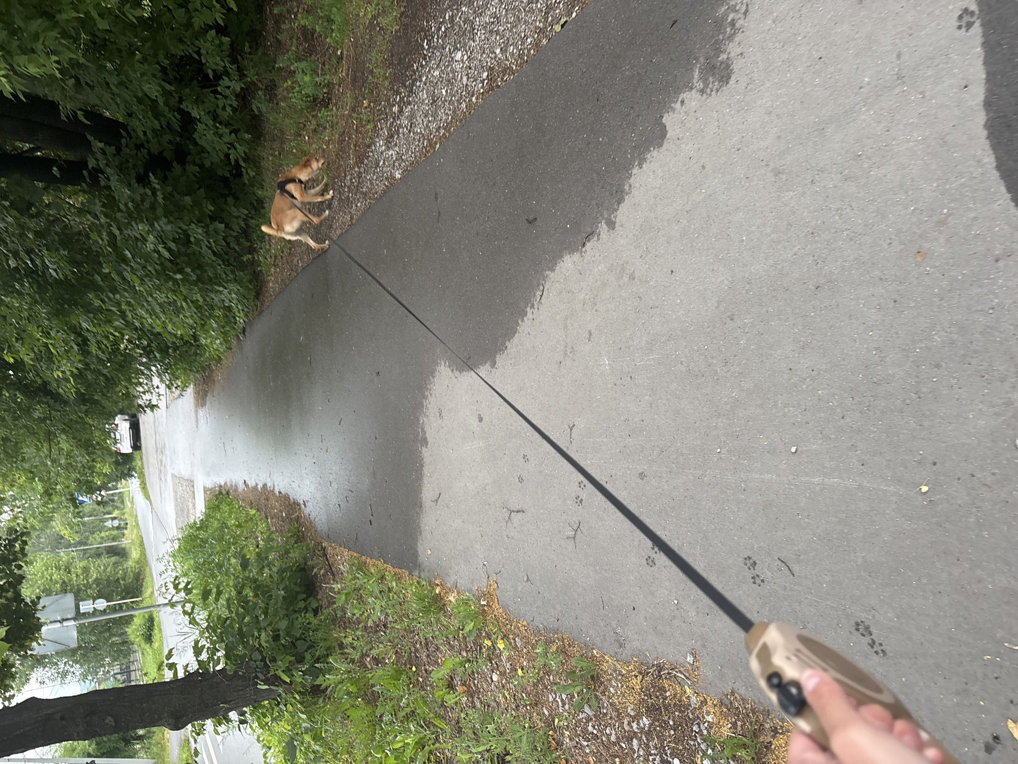 A first-person perspective shot shows a person holding a tan and black retractable dog leash. The leash extends diagonally across the concrete path, leading to a tan dog wearing a black harness. The dog is on the right side of the path, sniffing the ground near a gravel and vegetation border. The path is wet, with a large damp patch on the right side. Paw prints are visible on the wet portion of the path. The background features a paved road, a white car parked on the side, and lush green trees and bushes. The setting appears to be a park or a residential area.