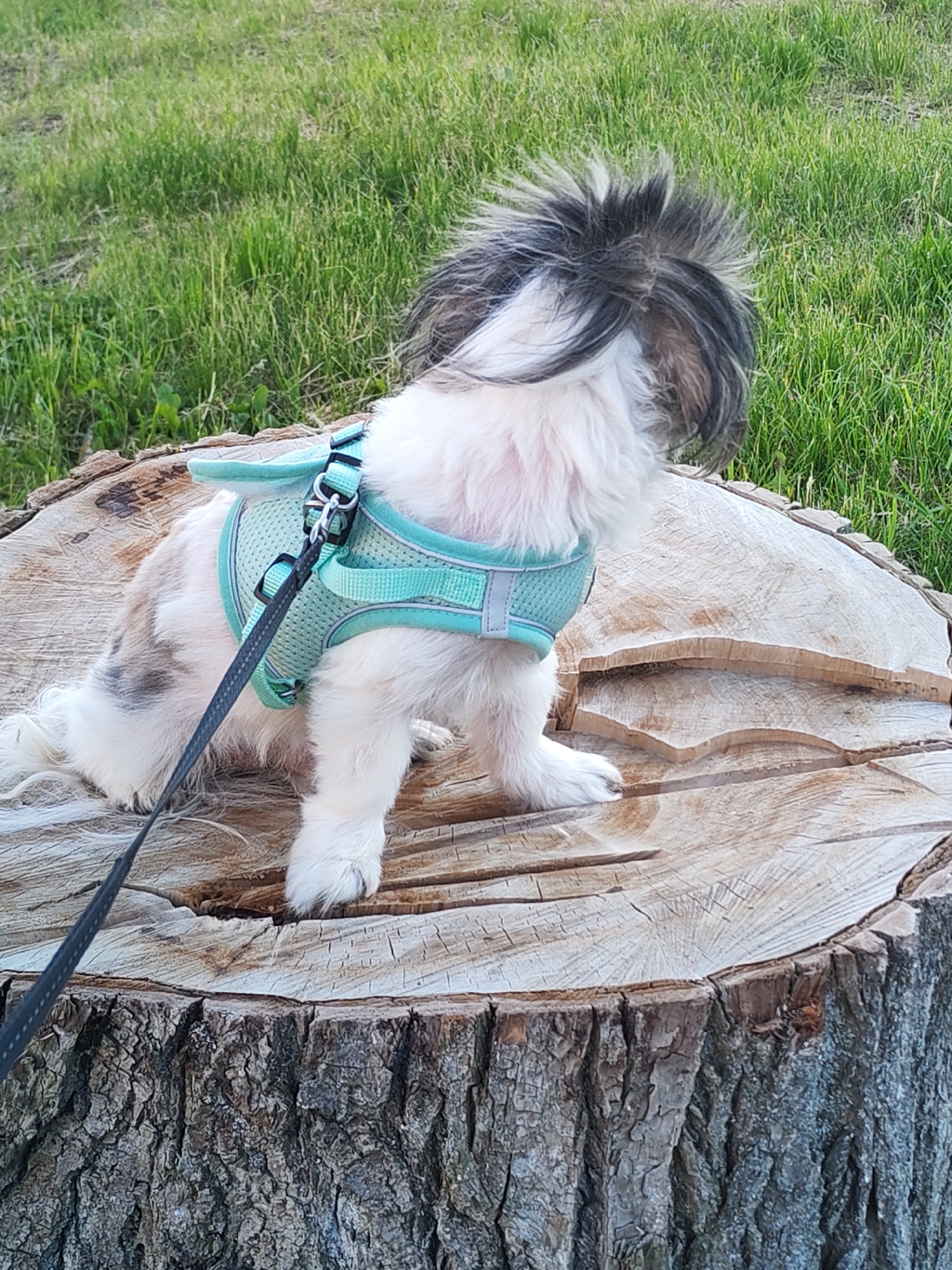 This image features a small, fluffy dog, possibly a Shih Tzu or similar breed, perched on a large tree stump outdoors in Izhevsk, Russia. The dog has a distinctive coat of white fur with patches of black and brown/grey, and a prominent spiky topknot of dark hair. It is wearing a light blue or teal mesh harness, to which a dark leash is attached, extending out of frame towards the lower left.
The dog is positioned with its back largely towards the viewer, looking intently towards the right side of the frame, suggesting it is observing something in the distance. The tree stump serves as the dog's platform, displaying a rough, dark bark texture on its sides and a lighter, smoother cut surface on top. This top surface exhibits visible wood grain and some shallow, carved-like indentations.
In the background, a expanse of bright green grass is visible, suggesting a park, yard, or natural outdoor environment. The lighting indicates a clear, bright day, possibly late afternoon, contributing to a calm and peaceful atmosphere. There is no visible text in the image.