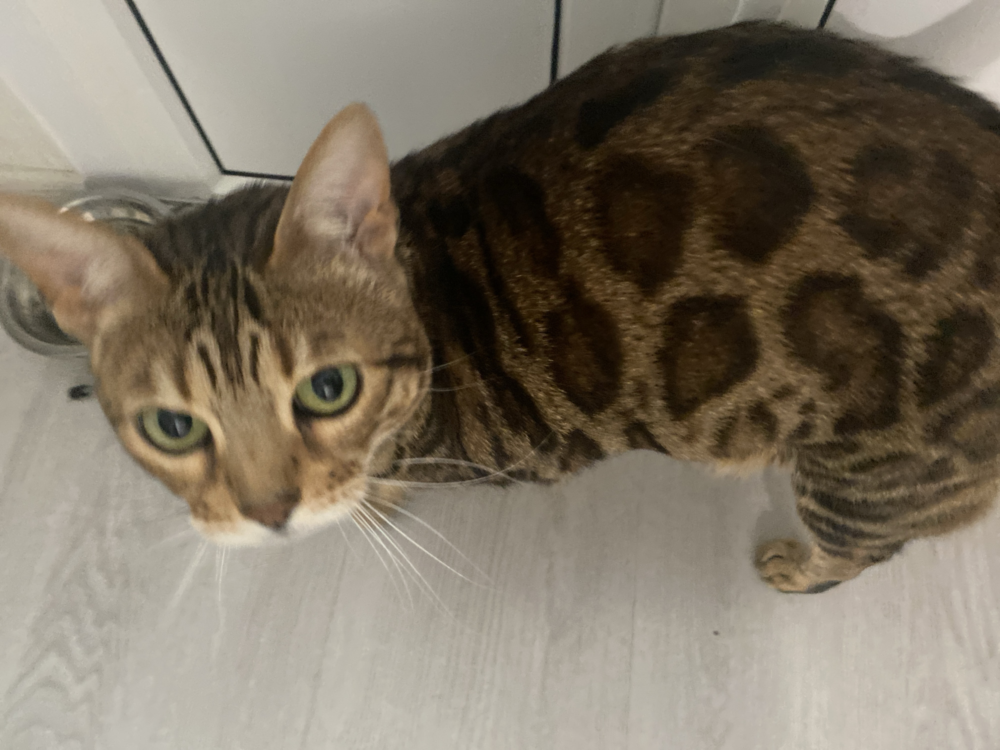 A brown Bengal cat with green eyes, patterned fur, and long white whiskers looks directly at the camera from a low angle. The cat is positioned near a white wall and what appears to be a metal food or water bowl. The floor is a light grey or white color. The image was not taken in Chaikovsky, Russia; there is nothing to indicate this location.
