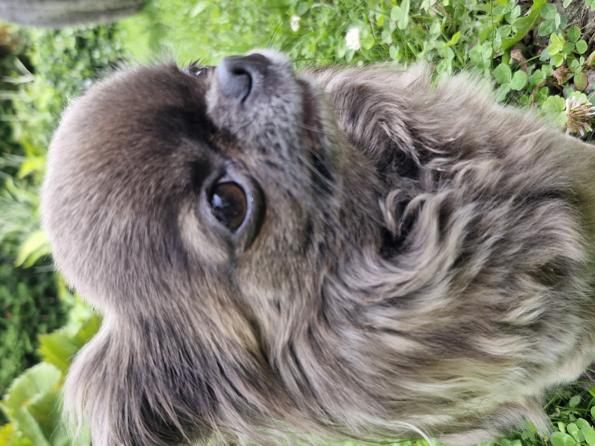 The media file shows a close-up, overhead shot of a dog's face and upper body. The dog has long, fluffy, grey-brown fur and appears to be lying down on a patch of green grass and clover. White clover flowers are visible in the background. The dog's eye is dark brown and its nose is black and wet. The fur around its face is finer and lighter in color, with darker markings around the eyes. The lighting suggests it is daytime, likely outdoors. The setting is a grassy area, possibly a garden or park, in Klaipėda, Lithuania. The dog's expression is difficult to determine due to the angle, but it appears relaxed. There is no visible text.