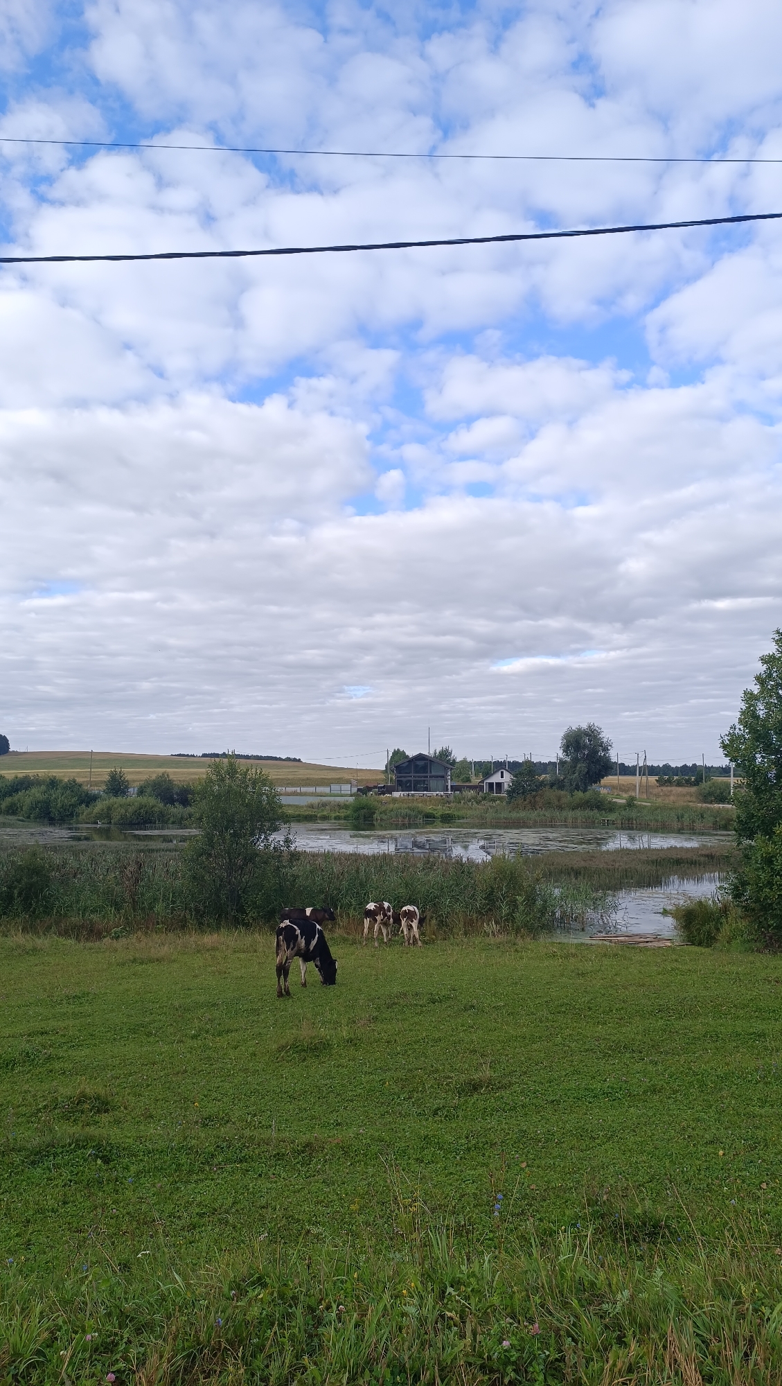The image depicts a pastoral scene with a body of water in the background, bordered by reeds and vegetation. Several cows are grazing in a lush green field in the foreground. The sky is partly cloudy with white clouds against a blue backdrop. In the distance, there are some buildings and rolling hills. The location is identified as Karsha, Russia.