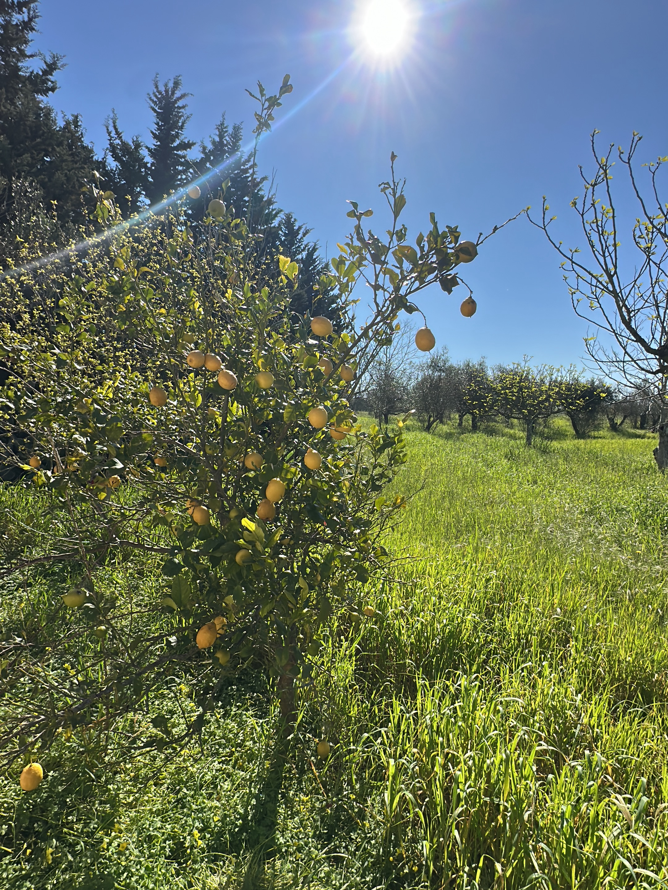The image shows a grove of lemon trees in Cutrofiano, Italy, under a bright, sunny sky. The foreground features a tree laden with ripe lemons. Green grass covers the ground. In the background, rows of similar trees extend into the distance, creating a perspective view of the grove.