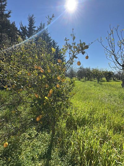 The image shows a grove of lemon trees in Cutrofiano, Italy, under a bright, sunny sky. The foreground features a tree laden with ripe lemons. Green grass covers the ground. In the background, rows of similar trees extend into the distance, creating a perspective view of the grove.