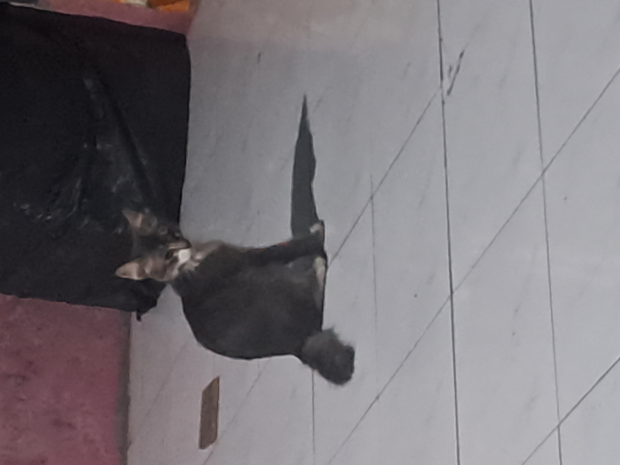 A medium-haired cat, primarily grey and white, sits on a tiled floor. The cat is facing left, with its head turned slightly towards the viewer. Its body is angled, and its tail is curled around its body. A dark shadow is cast on the floor to the right of the cat. In the background, a large, black plastic bag is visible, leaning against a pink wall. The scene appears to be indoors, likely in a residential setting in the city of Sumberejo, Indonesia. The lighting is dim, creating a contrast between the cat and its surroundings.