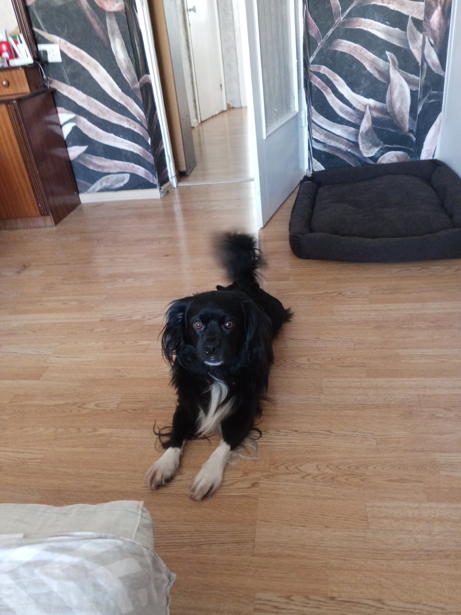 The image shows a black and white dog lying on a light brown wooden floor. The dog is looking directly at the camera with its ears perked. Behind the dog, there is a dark gray dog bed. To the left of the dog, there is a wooden dresser with drawers. In the background, there is a doorway leading to another room, and a wall covered with wallpaper featuring a black and white leaf pattern. The scene appears to be indoors, likely in a residential setting. The image does not provide any specific details about the city of Danilov, Russia.
