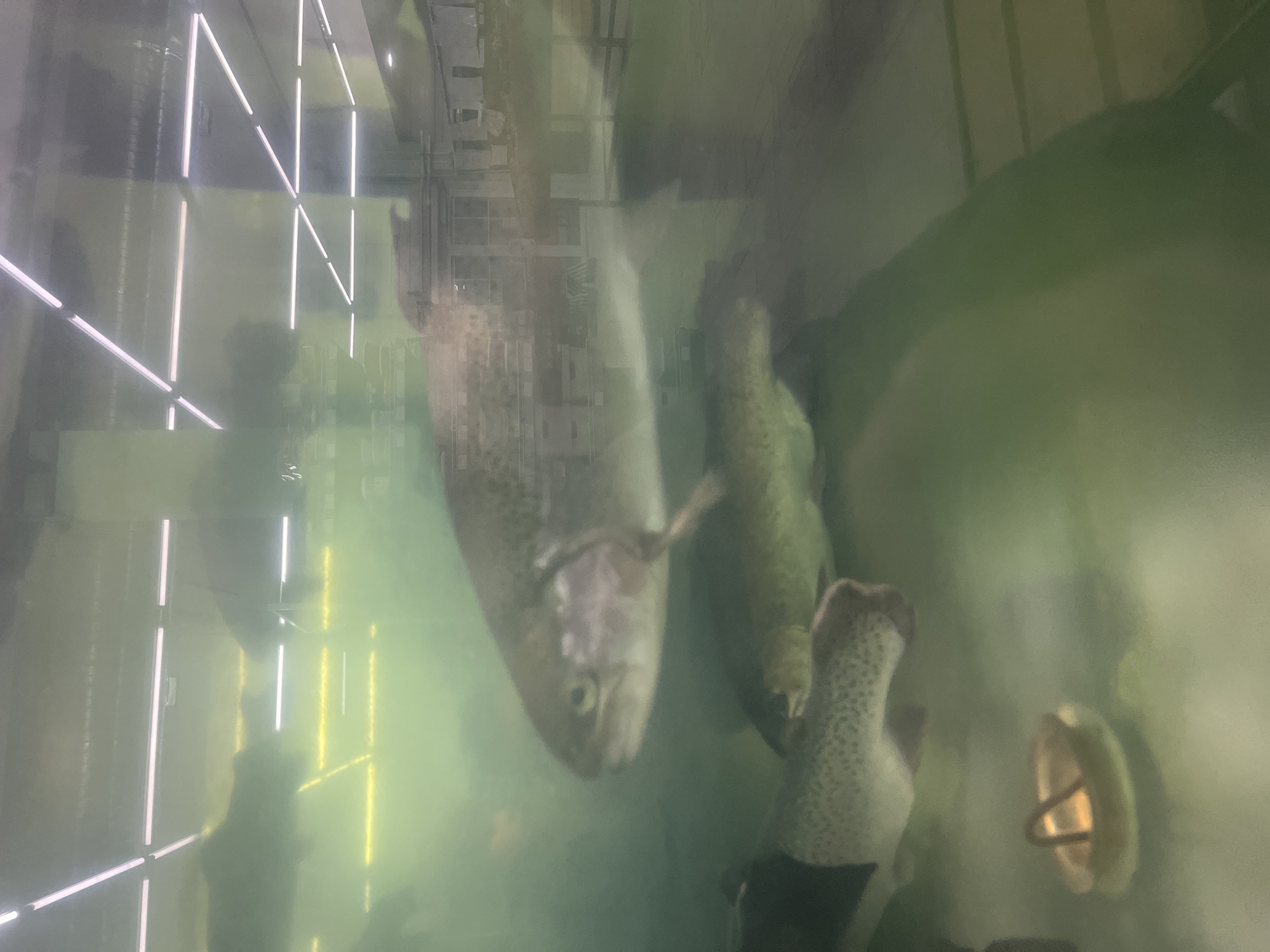 The image shows fish, likely trout, swimming in an aquarium. The reflection in the glass shows a building interior with what appears to be fluorescent lighting. While the location is specified as Chaikovsky, Russia, no specific landmarks or signage are visible that would confirm or deny that location within the image itself. The scene consists primarily of aquatic life within a constructed environment.