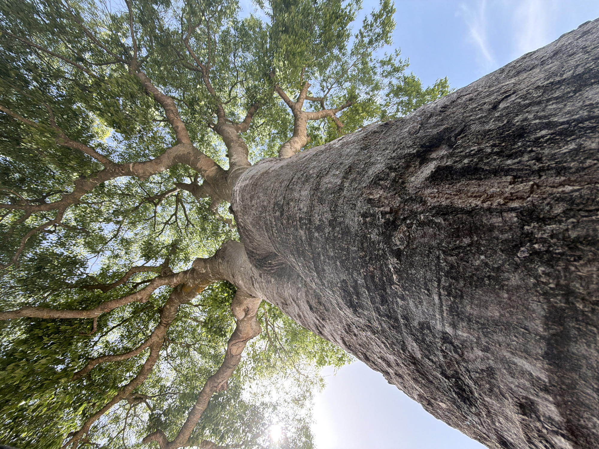 The image provides a low-angle perspective looking upwards along the massive trunk and canopy of a large tree in Olèrdola, Spain. The dominant subject is the immense tree trunk, which runs diagonally from the bottom right to the upper left of the frame. Its bark is deeply textured and appears rough, predominantly in shades of grey and dark brown.
As the eye moves up the trunk, it branches out into numerous thick, gnarled limbs covered in a dense canopy of vibrant green leaves. These branches and foliage fill the upper and left portions of the image, creating a rich pattern against the sky. Sunlight streams through the leaves, especially noticeable towards the bottom left, where a bright lens flare suggests the sun's position.
The background is a bright, clear blue sky with a few faint, wispy clouds, indicating fair weather during the daytime. No specific activity or event is taking place, emphasizing the natural beauty and grandeur of the tree. There is no visible text in the image.