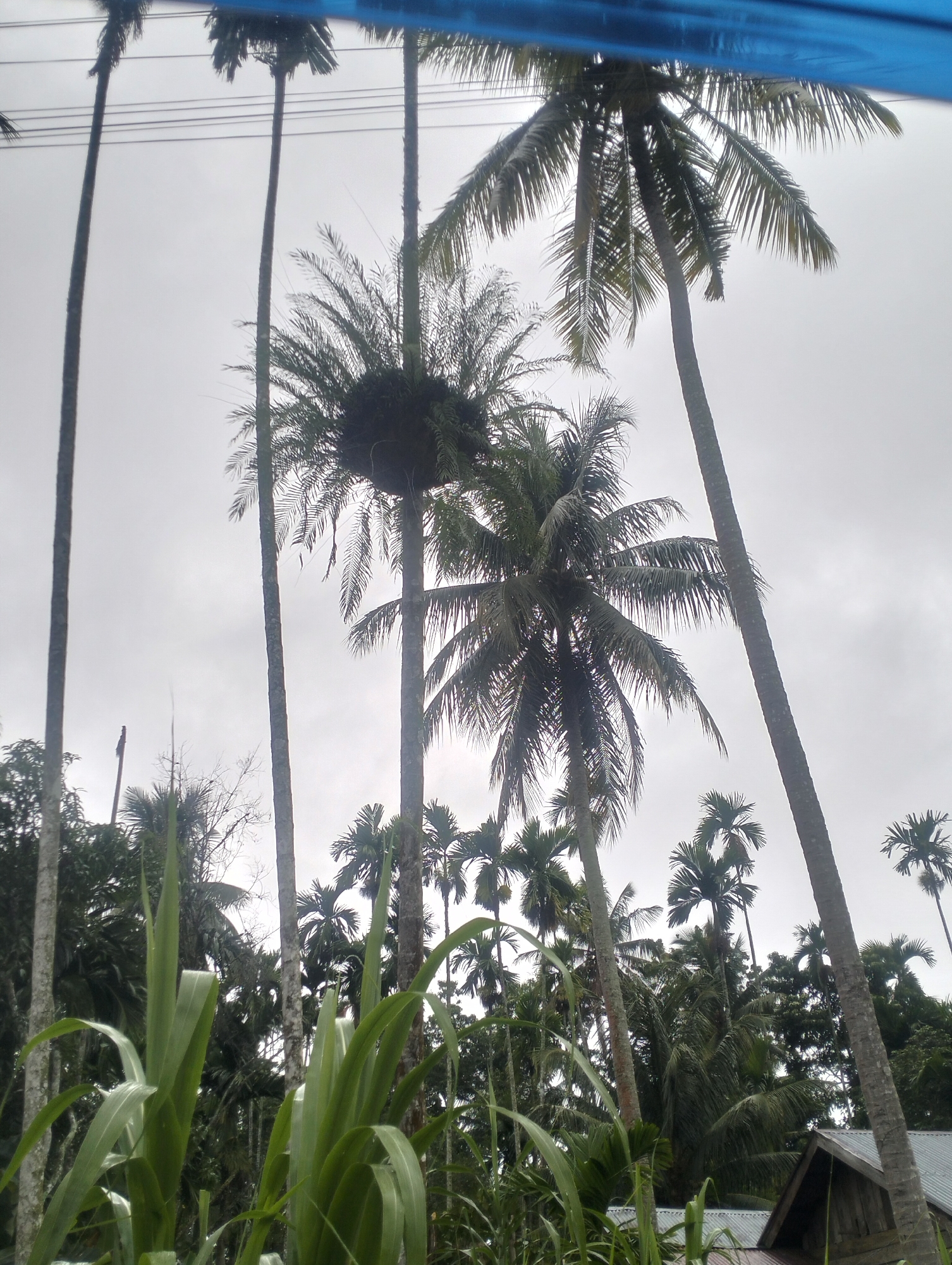 The image captures a dense collection of palm trees against an overcast sky, suggesting a humid, tropical environment. Several tall, slender palm trees dominate the foreground and midground, their fronds reaching upwards. Some of these trees appear to be coconut palms, indicated by their characteristic shape and foliage. In the lower portion of the image, large, green leaves of a plant, possibly sugarcane or bamboo, emerge prominently.
In the background, a cluster of buildings with corrugated metal roofs is partially visible, nestled amongst the foliage. One building, a small wooden structure with a pitched roof, is most distinct. The scene is set in Seumirah, Indonesia, a location known for its lush vegetation and agricultural landscape. The overall atmosphere is one of natural abundance, typical of a rural or semi-rural area in Southeast Asia. There are no people or animals visible in the image, focusing the viewer's attention solely on the botanical and structural elements of the environment. The lighting is diffused, consistent with a cloudy day.