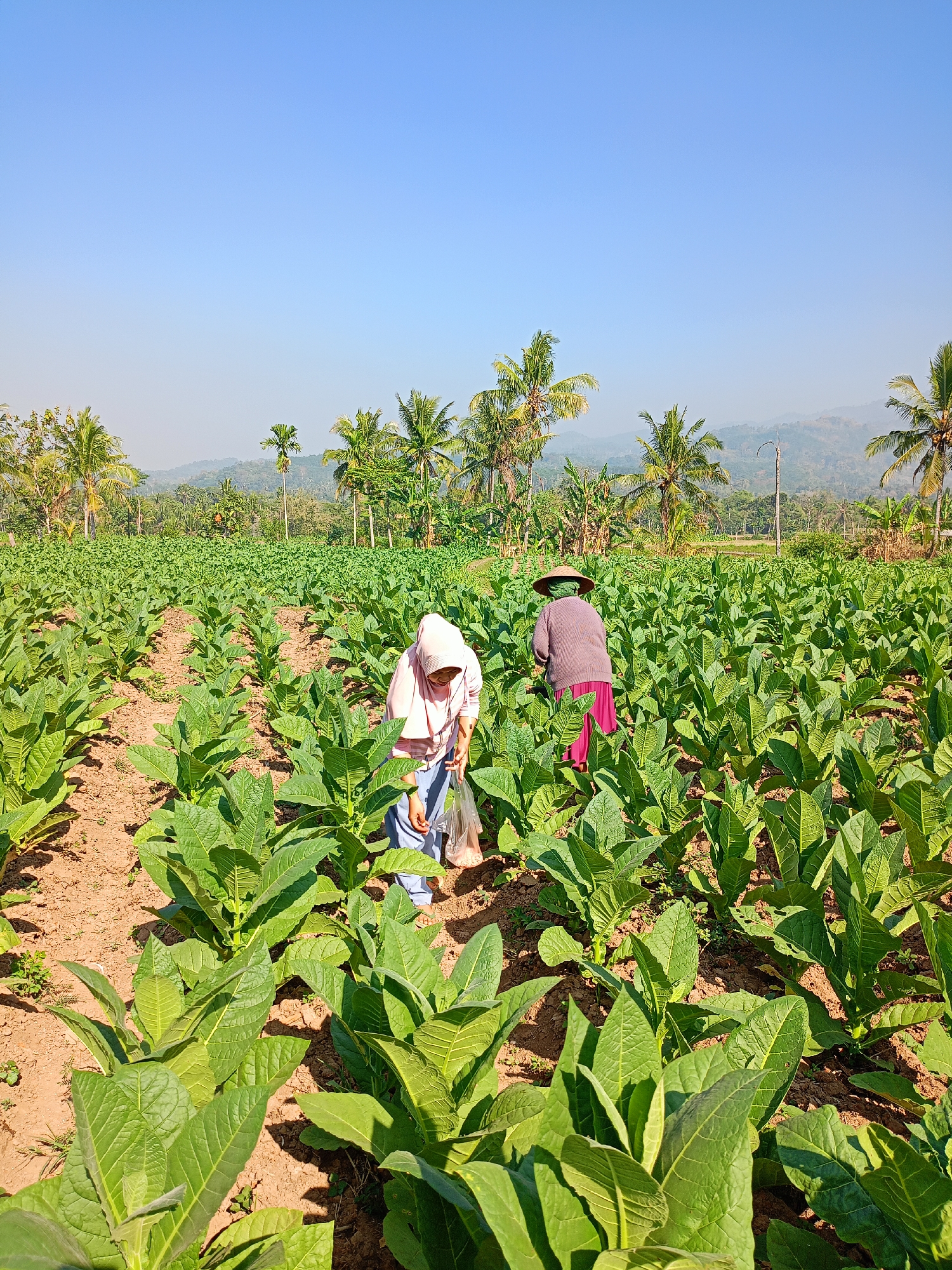 In Panduman, Indonesia, a vast field of lush green tobacco plants stretches towards a hazy horizon under a clear blue sky. Two women are working in the field. The woman in the foreground, on the left, wears a pink hijab and blue pants and is bent over, appearing to tend to the plants. She holds a transparent plastic bag. To her right, a second woman in a wide-brimmed hat and a dark purple top with a pink skirt is also working among the tobacco leaves. The field is meticulously planted in neat rows, with rich brown soil visible between the plants. In the background, a line of palm trees and other vegetation, interspersed with low hills, creates a natural backdrop. The overall impression is one of agricultural labor in a rural Indonesian setting.