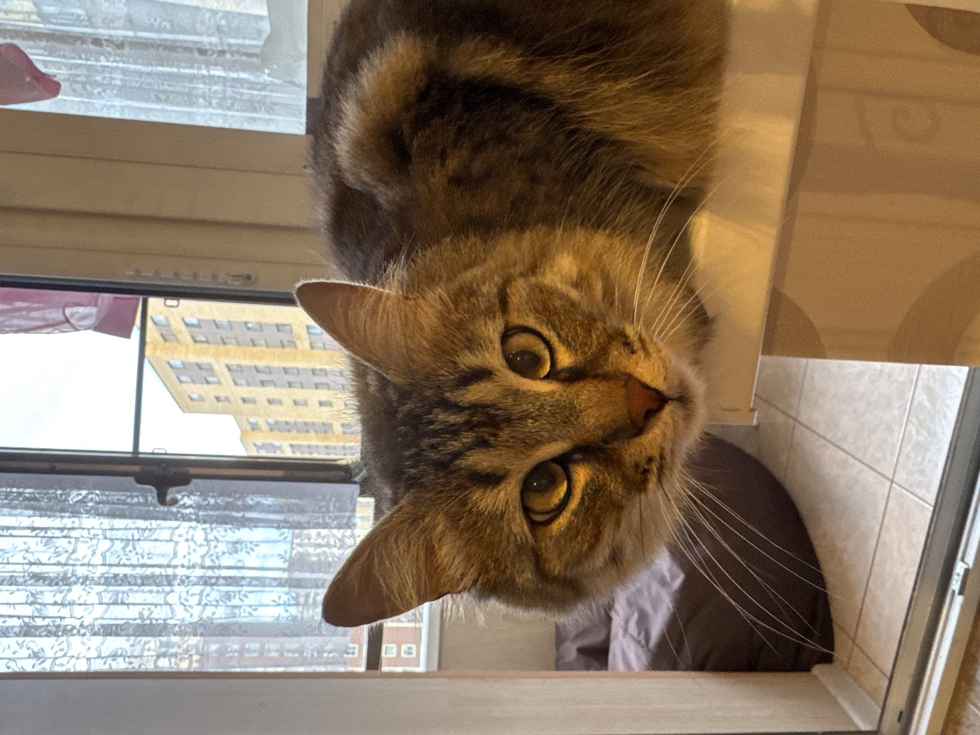 A domestic cat with tabby markings and golden eyes is lying on a white surface, its face positioned close to the camera, looking directly at the viewer. The cat's fur is a mix of brown and black stripes. Behind the cat, a window with white lace curtains is visible. Through the window, apartment buildings with light-colored facades and numerous windows can be seen. The scene is set indoors, likely on a balcony or near a window in a residential building in the city of Sinyavino, Russia.