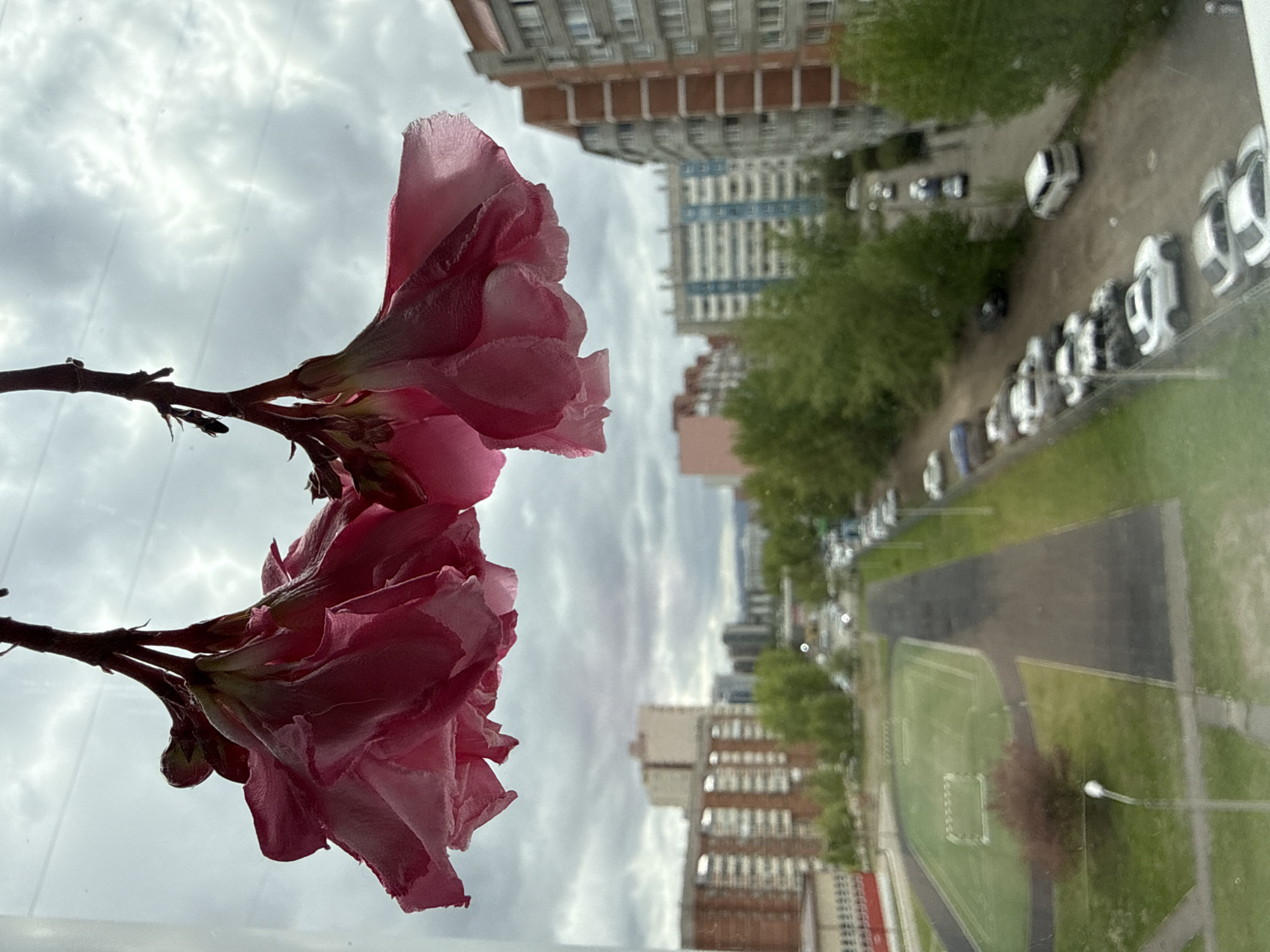 A pink flower with two blossoms and a thin stem is placed on a window sill. Through the window, a view of the city of Krasnoyarsk, Russia is visible. Buildings of varying heights and architectural styles line a street. A parking area features a row of white cars. A rectangular sports field with painted lines is present. Green trees are interspersed along the cityscape. The sky is overcast with gray clouds.