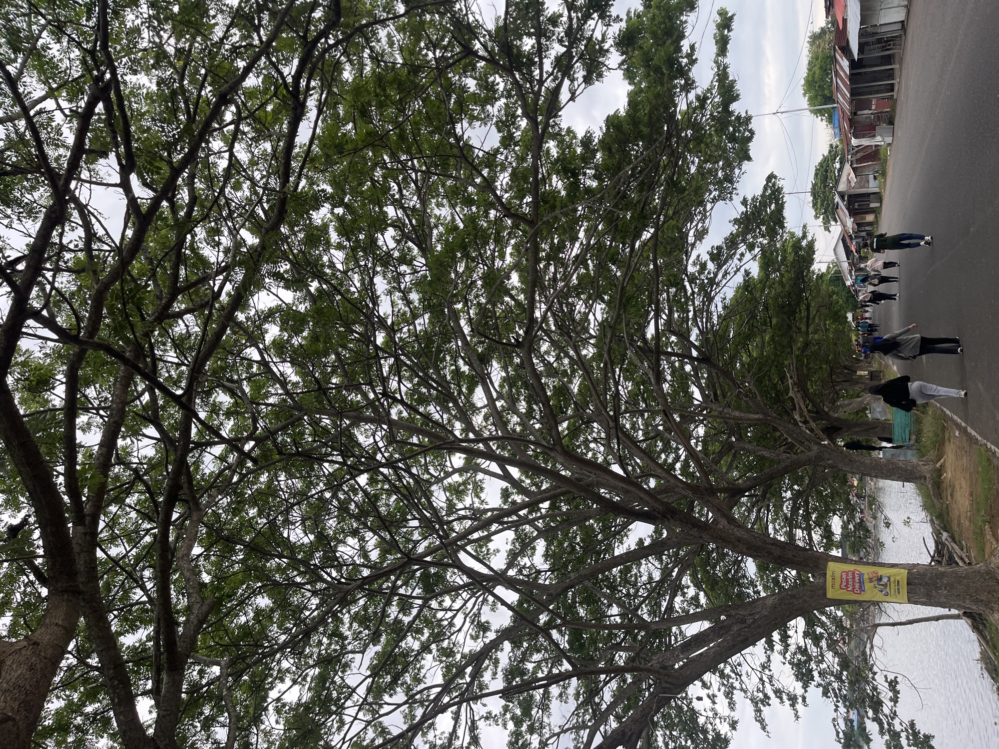 The image shows a row of trees along a road in Lhokseumawe, Indonesia. The trees have thick branches and green leaves. A yellow sign is attached to one of the tree trunks. A group of people is walking on the road. Buildings are visible in the background. The sky is cloudy.