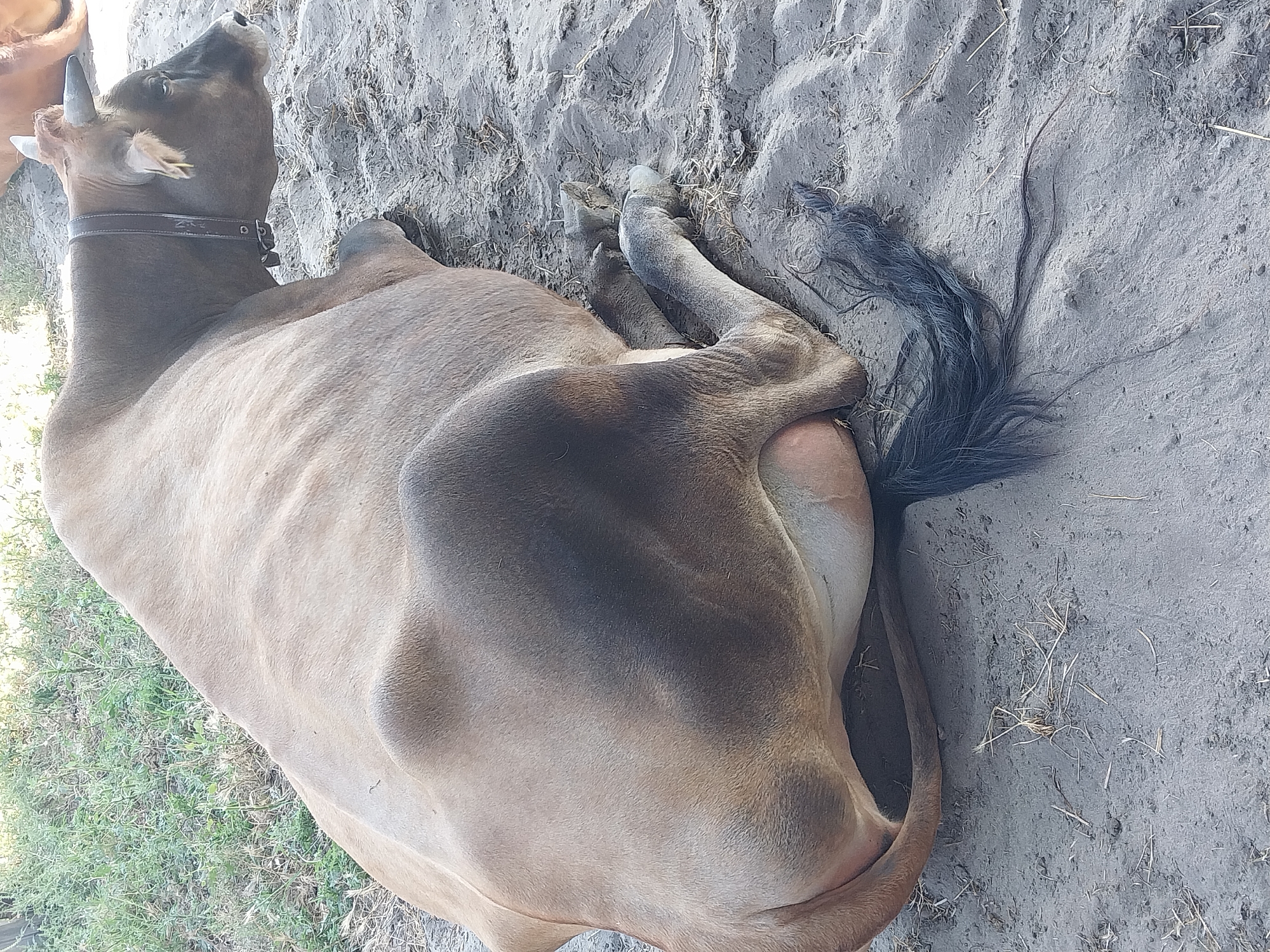 A light brown cow is resting on sandy ground in Turove, Ukraine. The cow is lying on its side with its head turned to the right, facing away from the camera. A dark brown collar with a metal buckle is visible around the cow's neck. The cow's tail, which is dark and bushy, extends across the sand. In the background, dry grass and dirt are visible. The overall lighting suggests it is daytime.