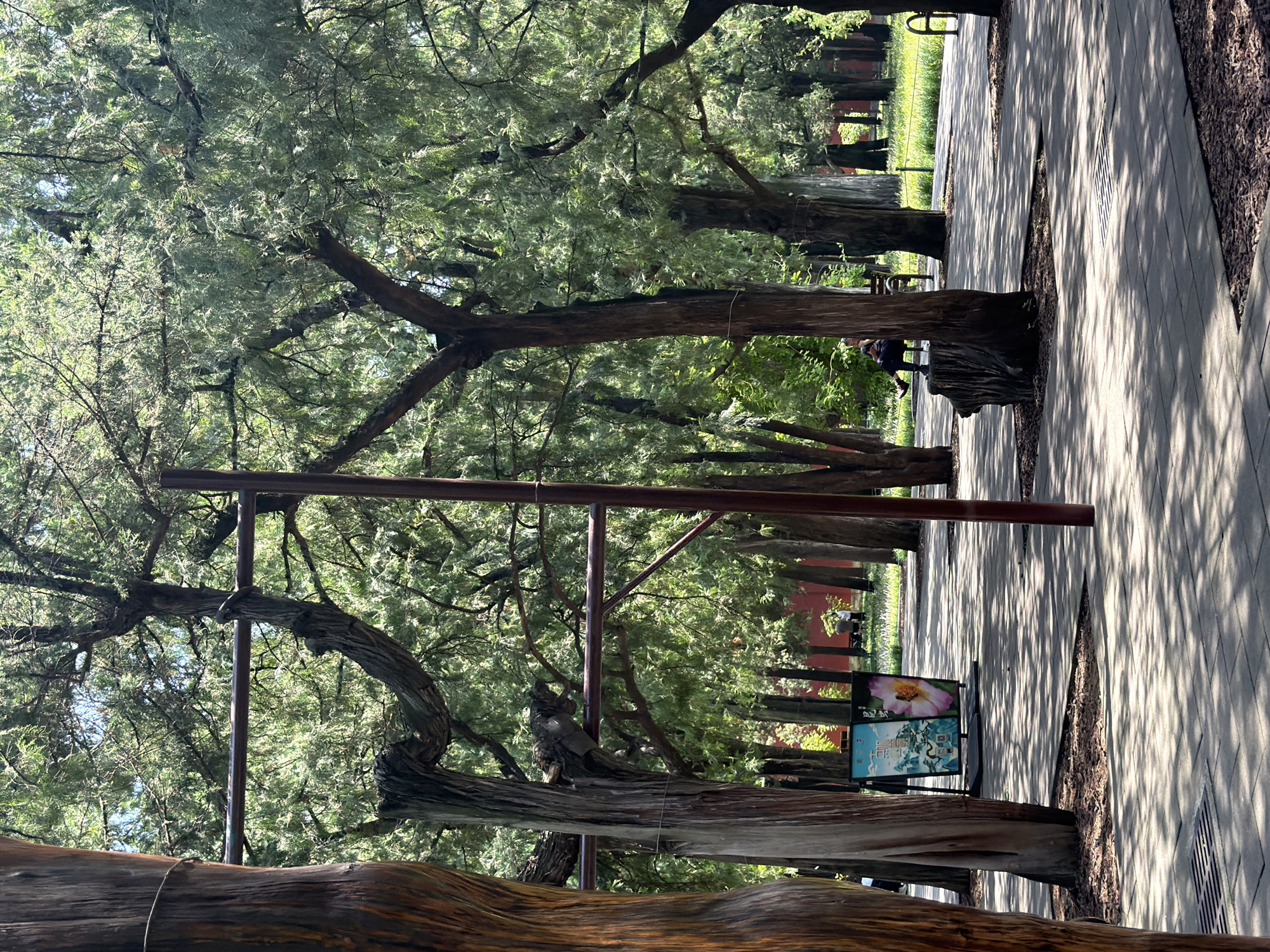 This image depicts an outdoor park scene in Dongcheng District, China, likely within the grounds of the Forbidden City, given the architectural elements and lush vegetation. In the foreground, a large, gnarled tree trunk dominates the left side of the frame. A paved pathway, dappled with sunlight and shadow, meanders through the park.
Several mature trees with dense, leafy canopies are scattered throughout the scene, casting long shadows across the ground. A horizontal metal bar, possibly part of a training apparatus or a decorative element, is suspended between two trees or posts.
In the mid-ground, a person is seated on a stump, appearing to be using a mobile phone. To the left of the seated figure, a display stand holds two framed pictures. One picture appears to be a traditional Chinese landscape painting, while the other features a large, pink flower.
In the background, more trees and greenery are visible, interspersed with glimpses of red walls and some indistinct figures in the distance, suggesting a broader public area. The overall atmosphere is serene and sunny, with the natural elements and human activity creating a peaceful park setting.