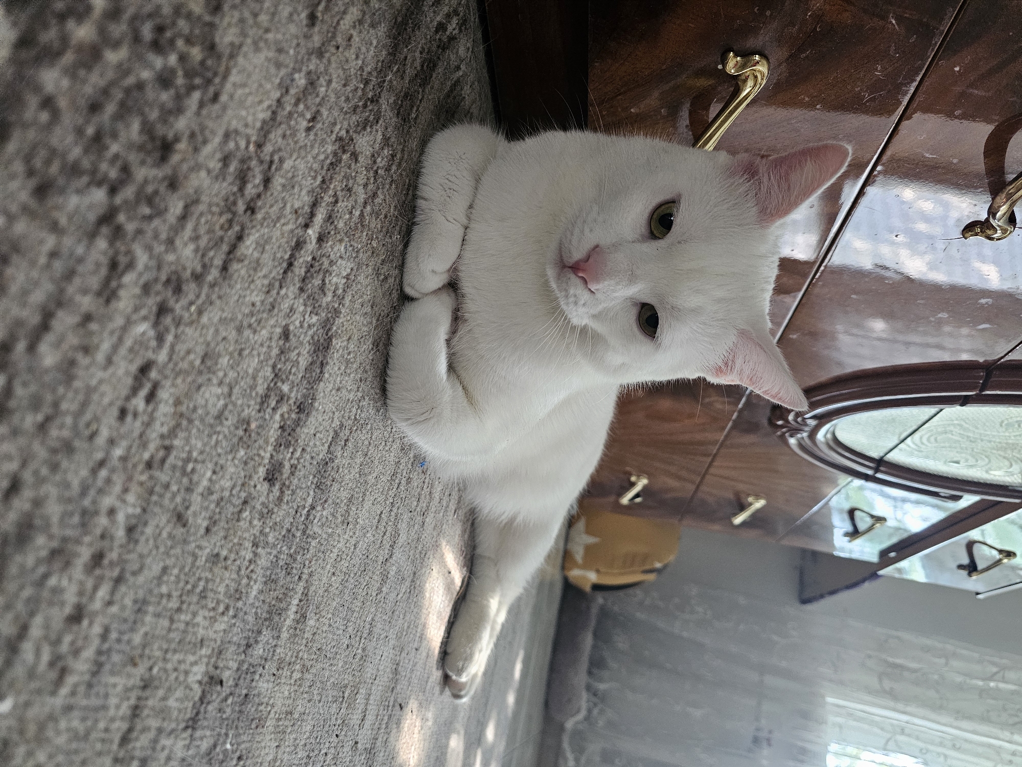 A white cat with green eyes is lying on a textured carpet. The cat's front paws are tucked under its chest, and its body is extended to the right. Behind the cat is a dark wooden dresser with gold-colored hardware. The dresser has several drawers, and some reflective surfaces show a window and curtains. A small, yellow object with a star design is visible on the floor to the right of the dresser. Sunlight is casting diagonal shadows on the carpet.