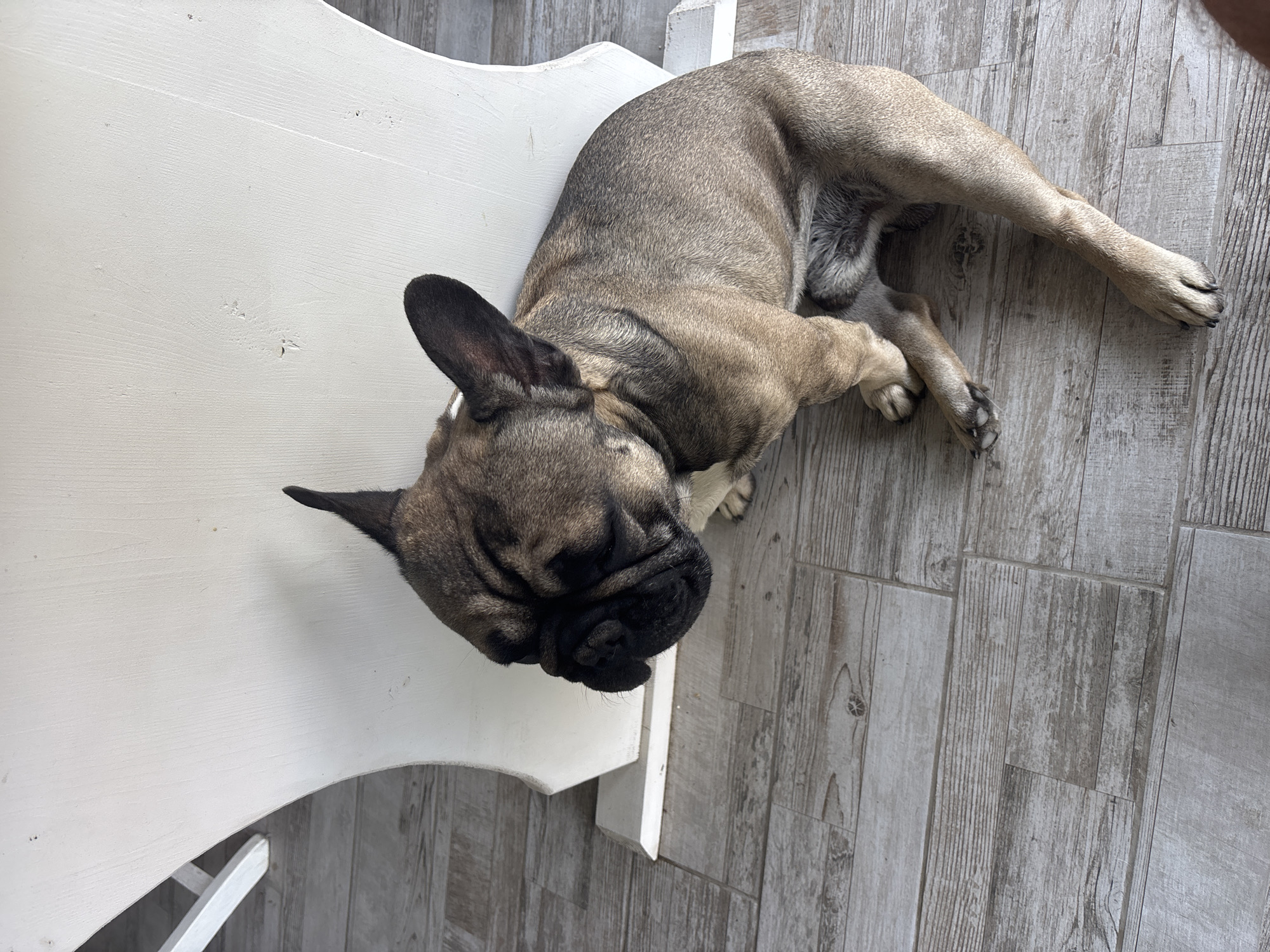 The image shows a fawn-colored French bulldog sitting on a light-colored wooden floor, leaning against a white table leg. The dog has its eyes closed and appears to be resting or sleeping. The floor is made of wood planks with a distressed finish. The background is dominated by the white table leg and the floor. There are no people visible in the image. The lighting suggests it is daytime. The image does not contain any information about the location in the city of Marten, Bulgaria.