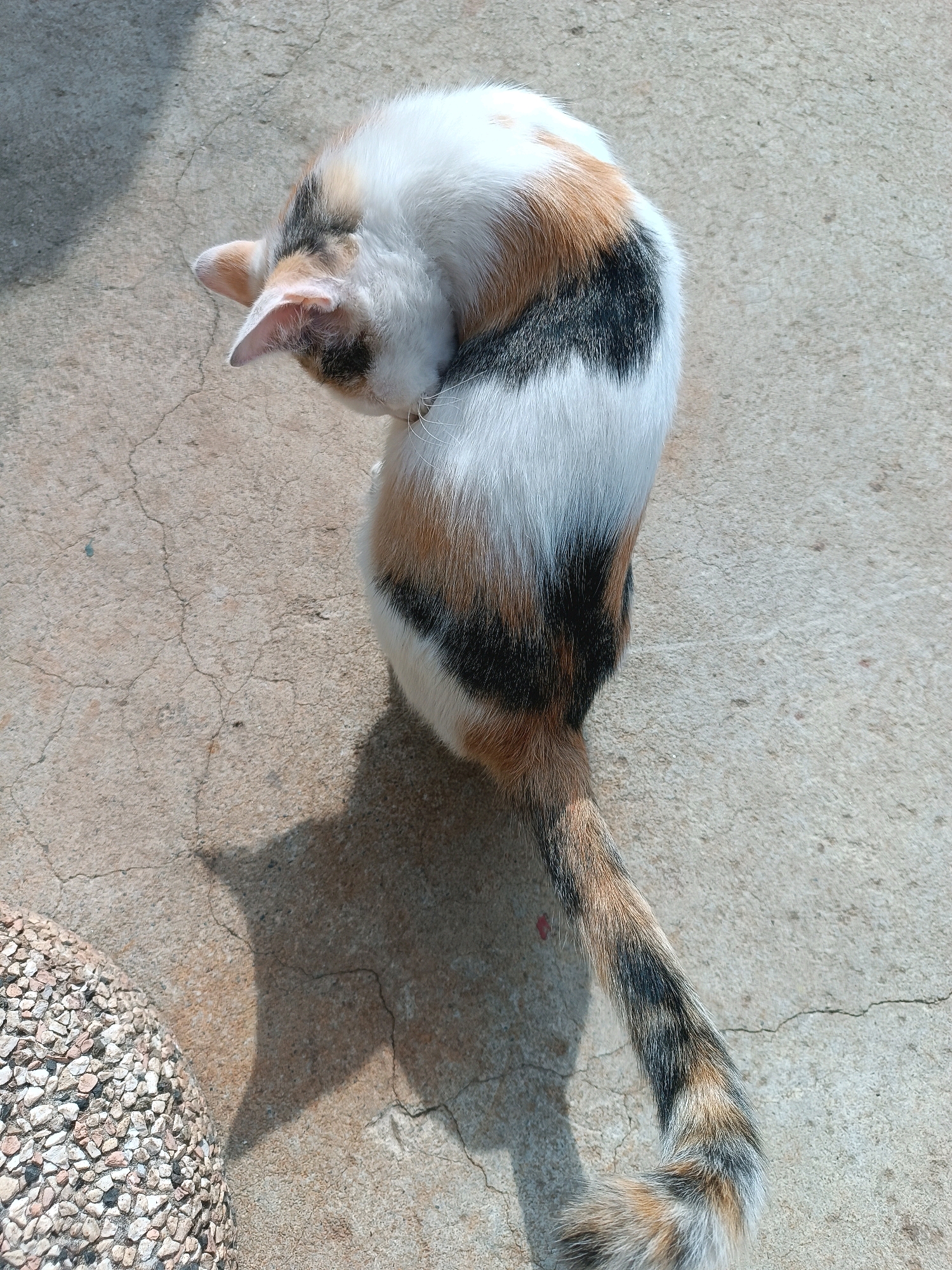 A calico cat is grooming itself while sitting on a concrete surface. The cat has patches of white, orange, black, and tan fur. Its tail is long and bushy, with a striped pattern of the same colors. The concrete surface is cracked and shows some signs of wear. A shadow of the cat is cast on the ground to its left. The scene appears to be outdoors, possibly in a courtyard or alleyway. There is no indication of Viadana, Italy.