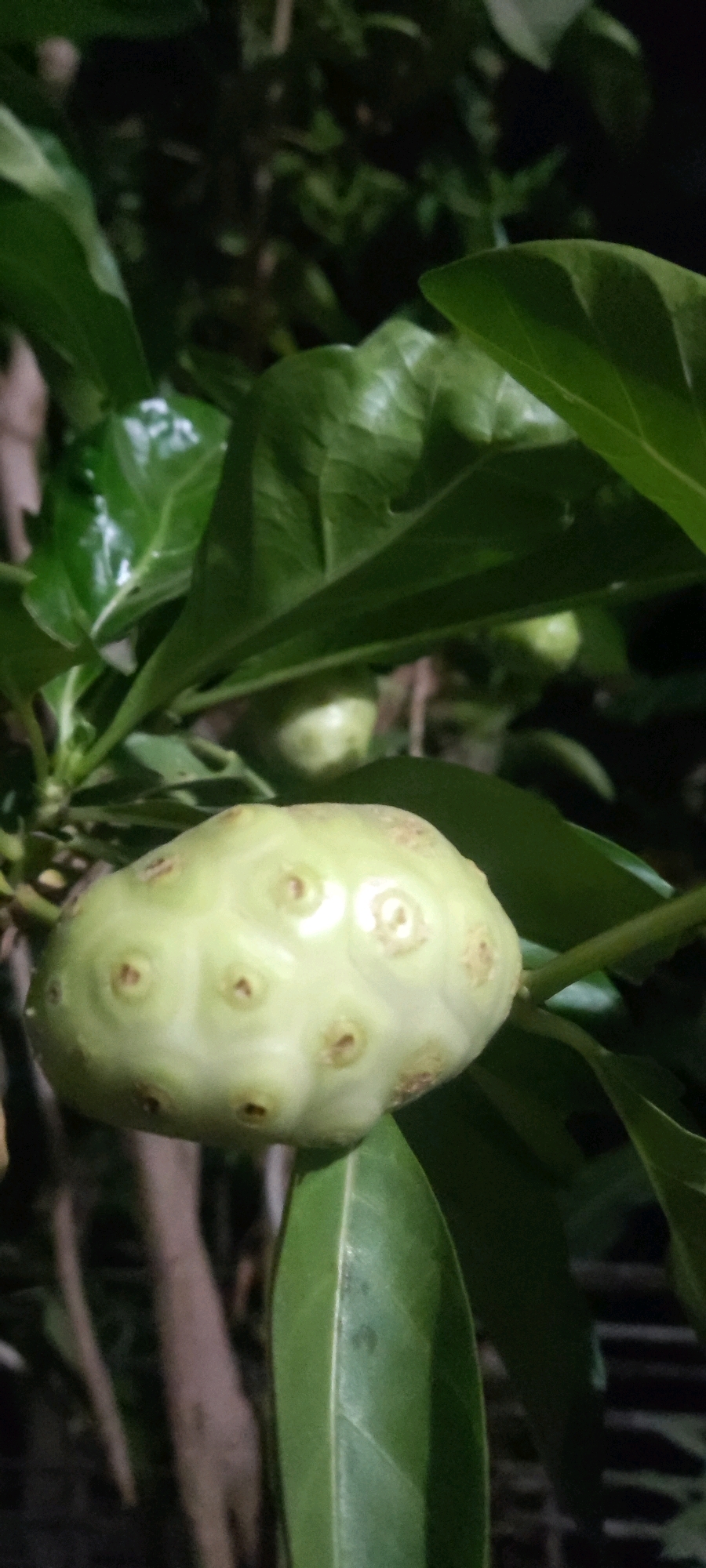 A close-up, vertical, low-light outdoor shot focuses on a pale green, bumpy fruit, possibly a noni fruit, hanging from a branch amidst large, dark green leaves. The fruit, positioned prominently in the foreground, exhibits a textured surface with numerous circular indentations, some with small, darker centers. Behind the main subject, other fruits and foliage are visible, partially obscured by shadows and the dark background. The overall impression is one of a botanical study, emphasizing the unique characteristics of the fruit and its natural setting, likely within a garden or natural area in Karangwangun, Indonesia. The lighting suggests it may have been taken at night or in a heavily shaded location.