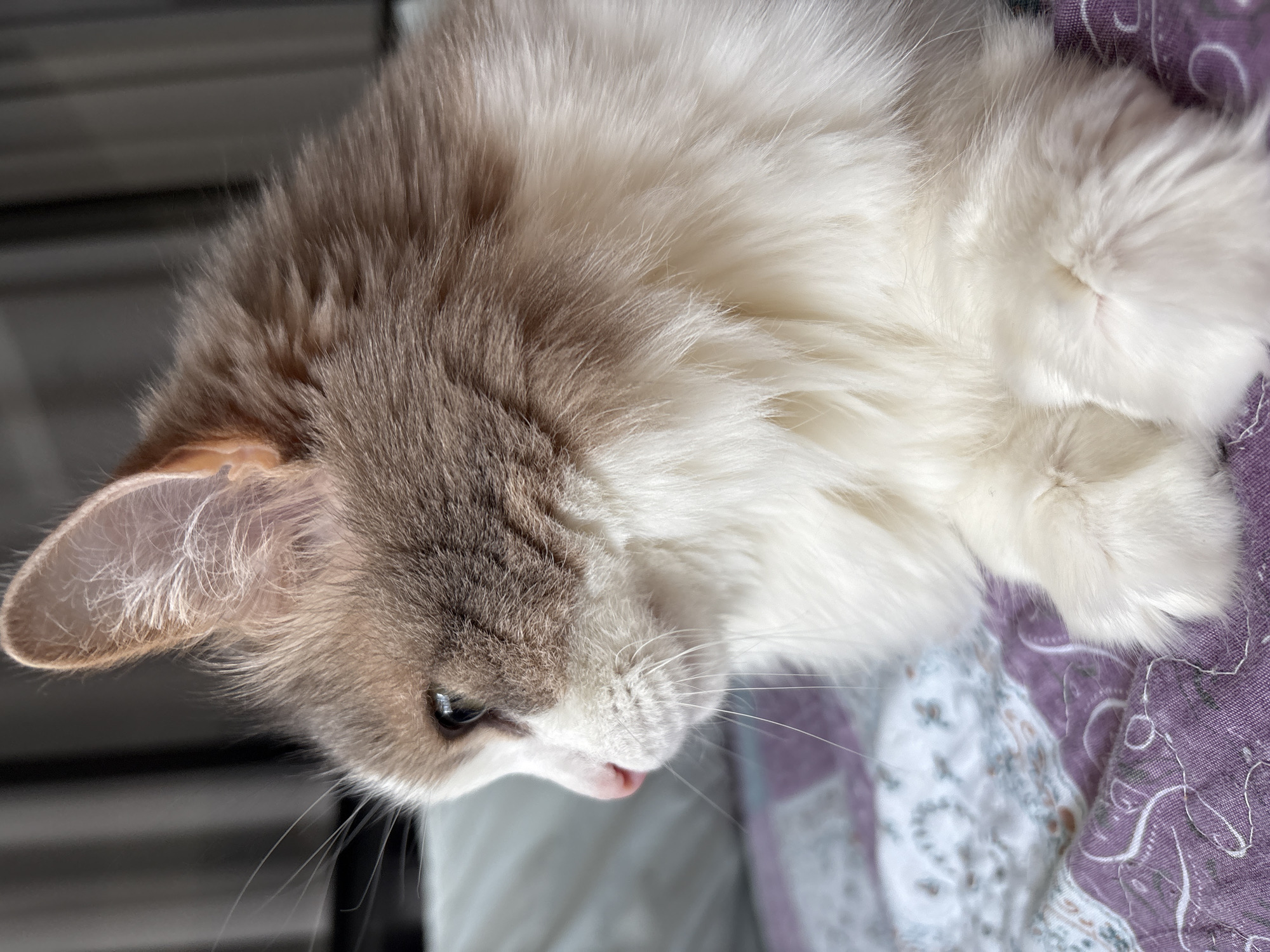 A long-haired cat, predominantly white with gray and brown markings on its head and ears, is lying on a patterned purple and white fabric. The cat's head is positioned towards the lower left, with its right ear visible. Its eyes are partially closed and there is a small pink tongue visible. The location is not evident in the image. It is impossible to tell from this image that this is in Ulyanovsk, Russia.