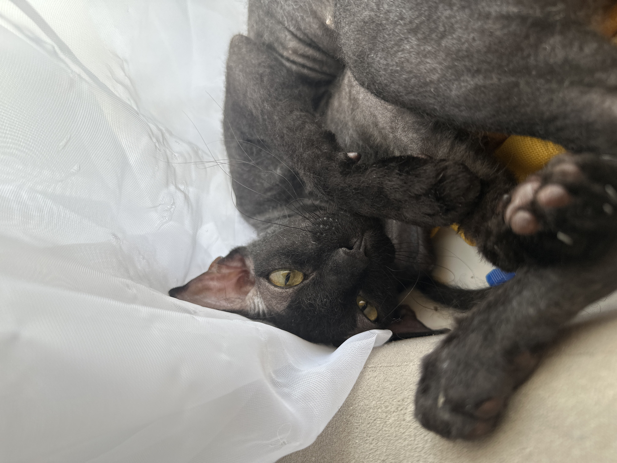 A black cat with sparse, curly fur and yellow eyes rests on a beige sofa, partially covered by a sheer white curtain. The cat is curled up, with its head resting on its paws and its body wrapped around itself. The curtain is draped over the cat, creating a cozy and secluded atmosphere. The lighting suggests it is daytime, with natural light filtering through the curtain. The background is out of focus but appears to be an indoor domestic setting. There is no indication of the cat's location within the city of Chaikovsky, Russia, as the image provides no specific identifying landmarks or context.